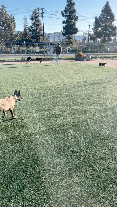 Enlarge Zuzu , a ADOPTABLE Belgian Shepherd / Malinois in Los Angeles, CA video 5/6