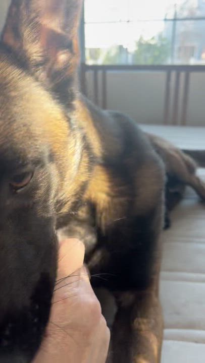Enlarge Zuzu , a ADOPTABLE Belgian Shepherd / Malinois in Los Angeles, CA video 4/6