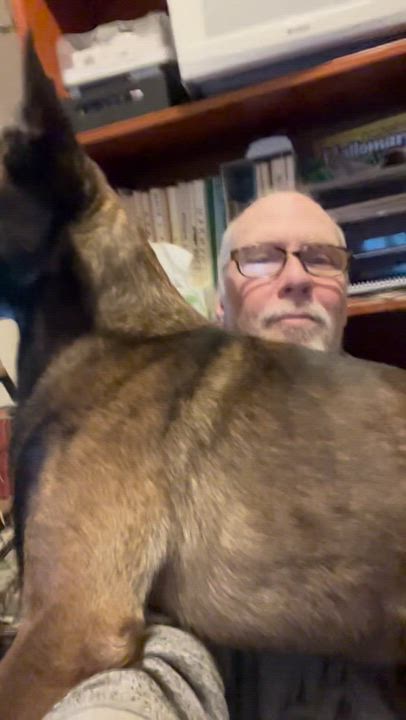 Enlarge Zuzu , a ADOPTABLE Belgian Shepherd / Malinois in Los Angeles, CA video 6/6