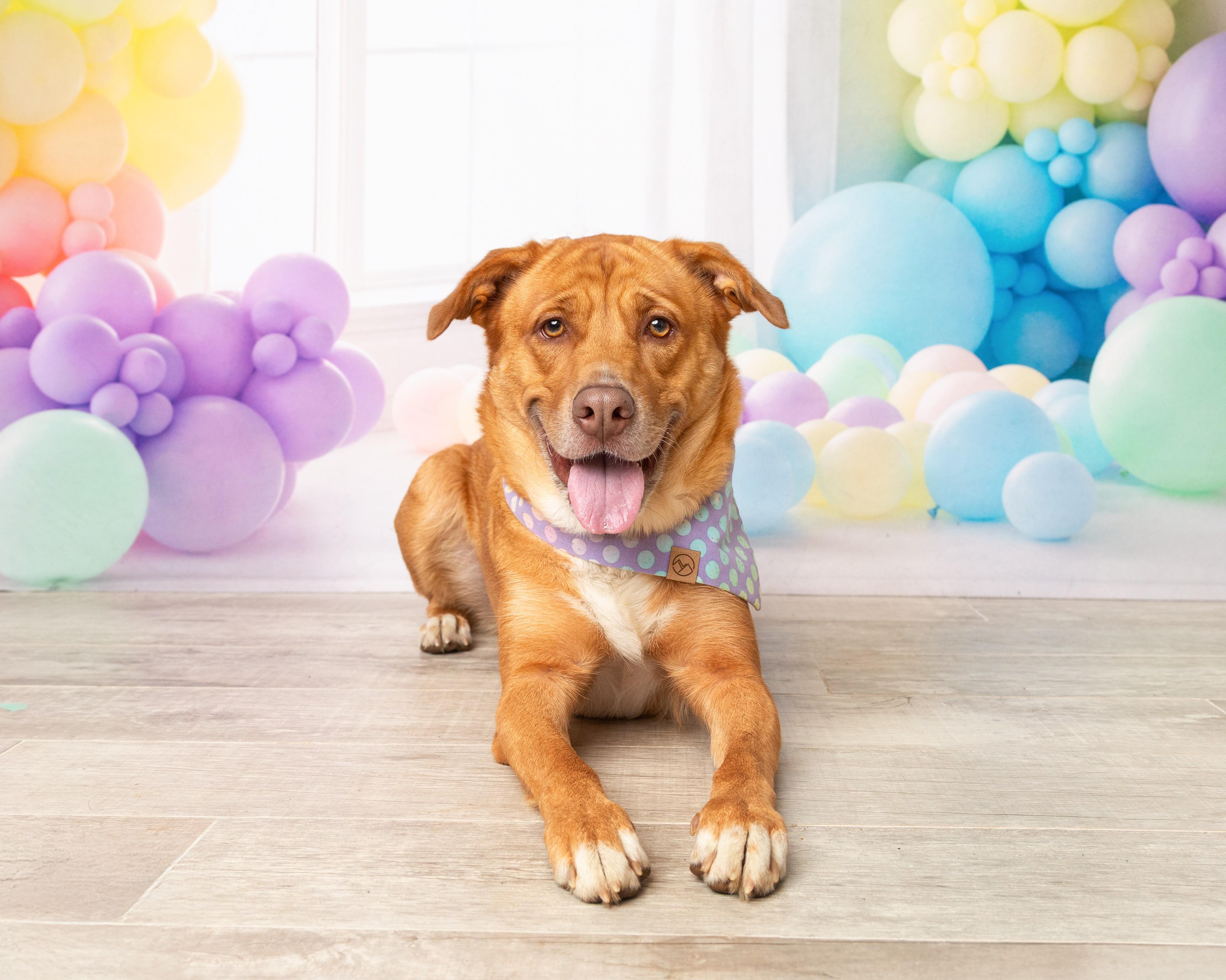 Enlarge Bella, a Adoptable mixed breed in Denton, TX image 2/6