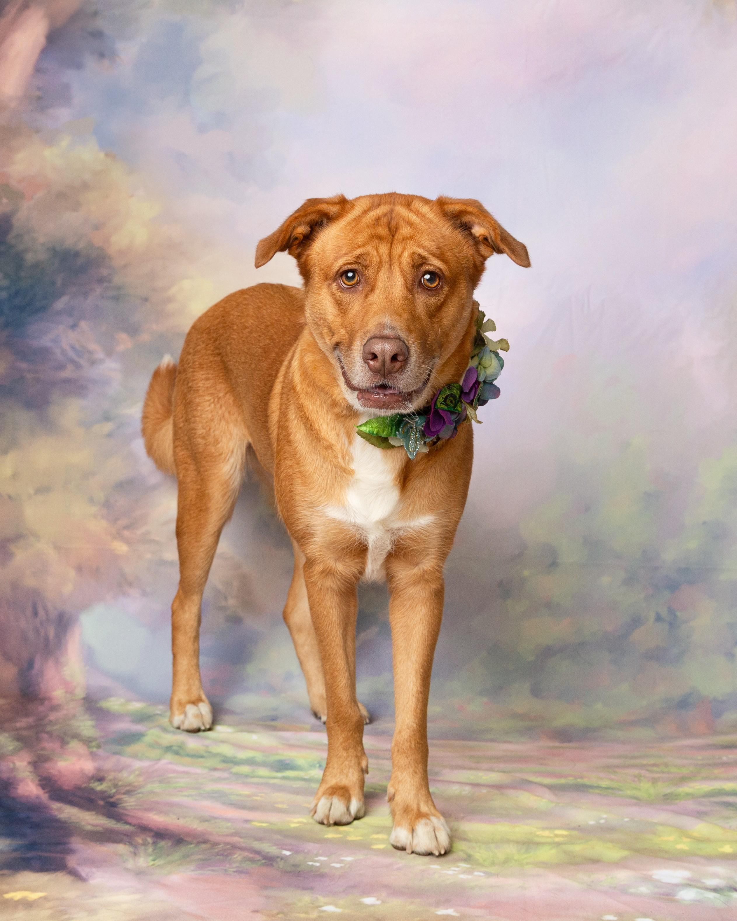 Enlarge Bella, a Adoptable mixed breed in Denton, TX image 5/6