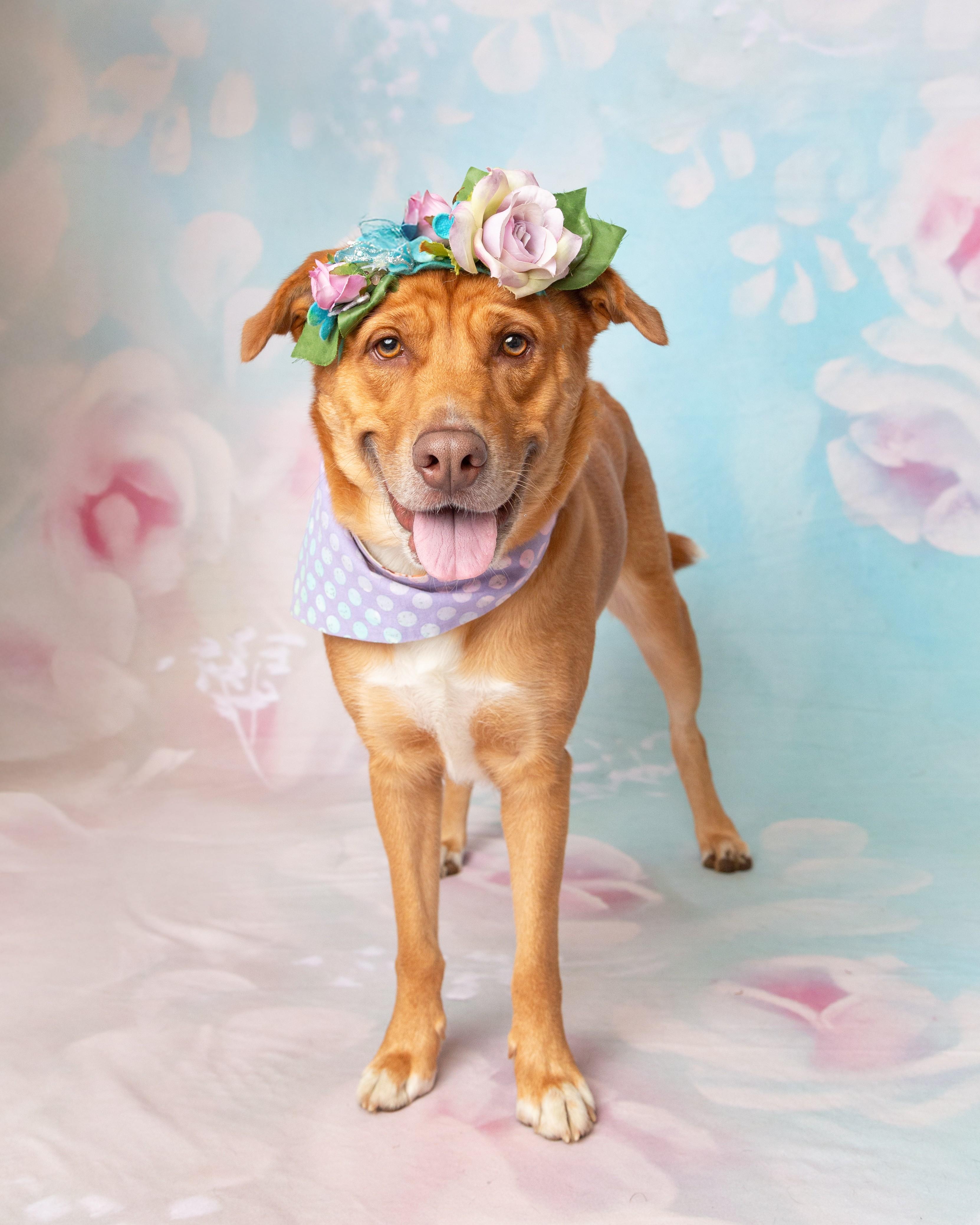 Enlarge Bella, a Adoptable mixed breed in Denton, TX image 1/6