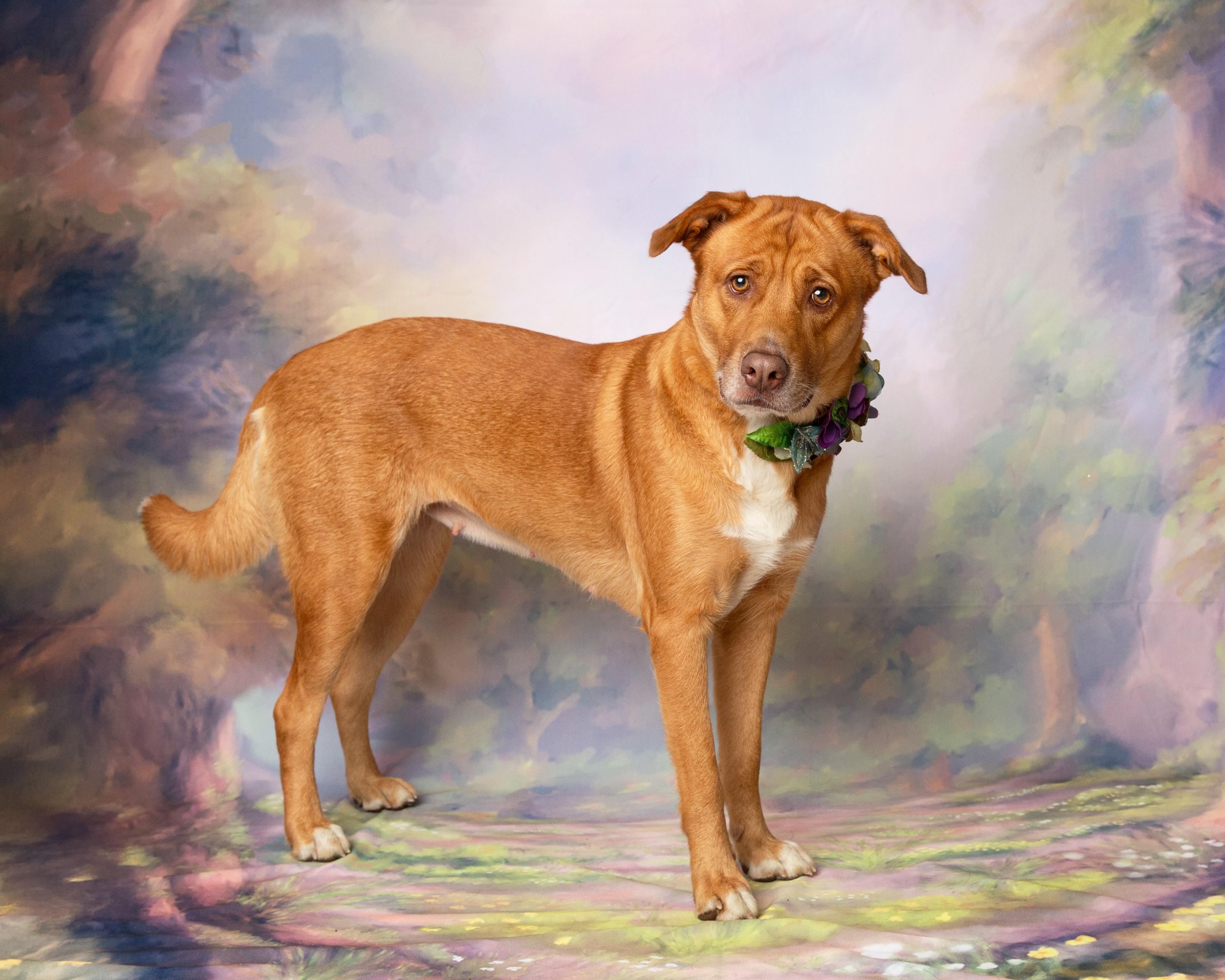 Enlarge Bella, a Adoptable mixed breed in Denton, TX image 4/6