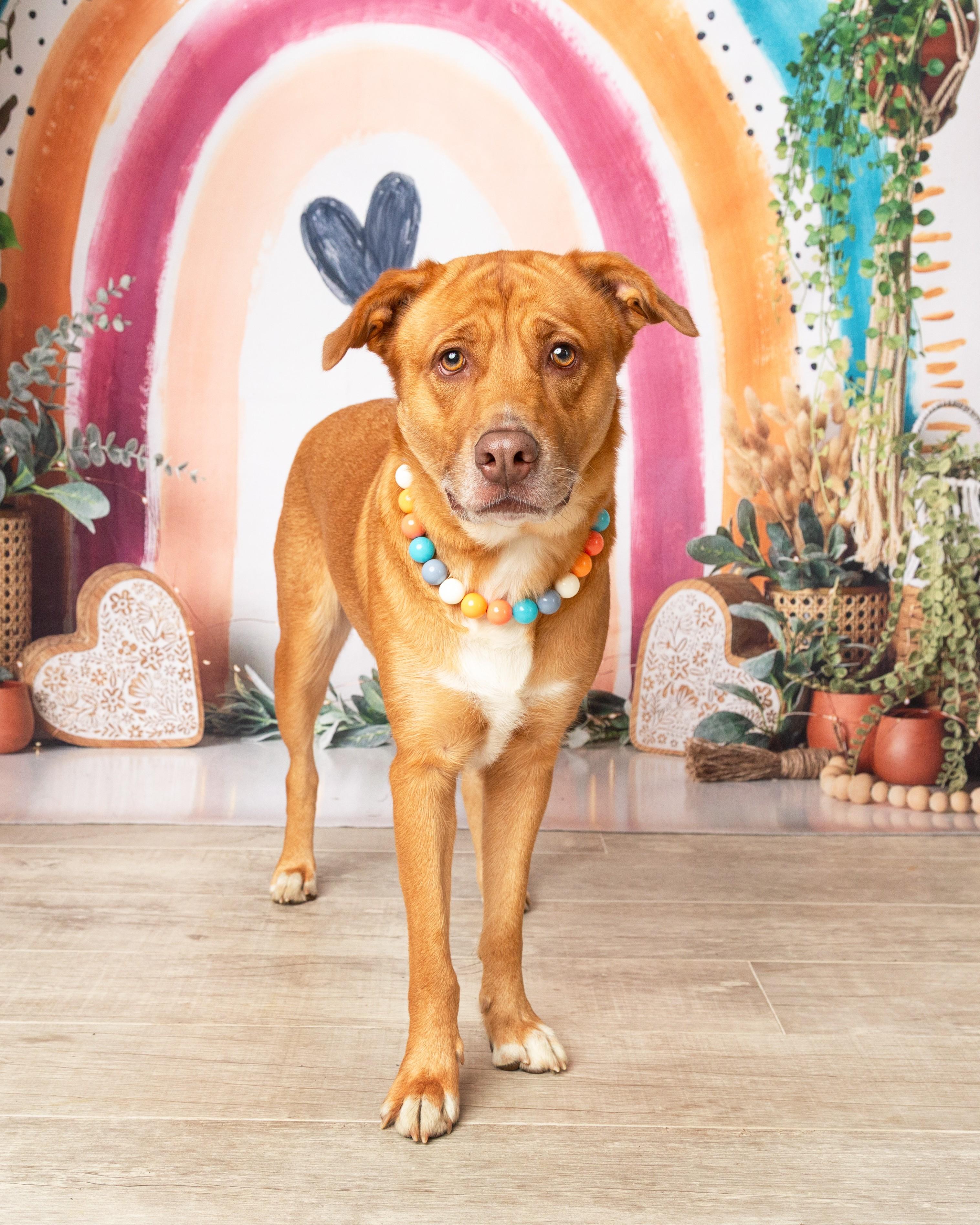 Enlarge Bella, a Adoptable mixed breed in Denton, TX image 3/6