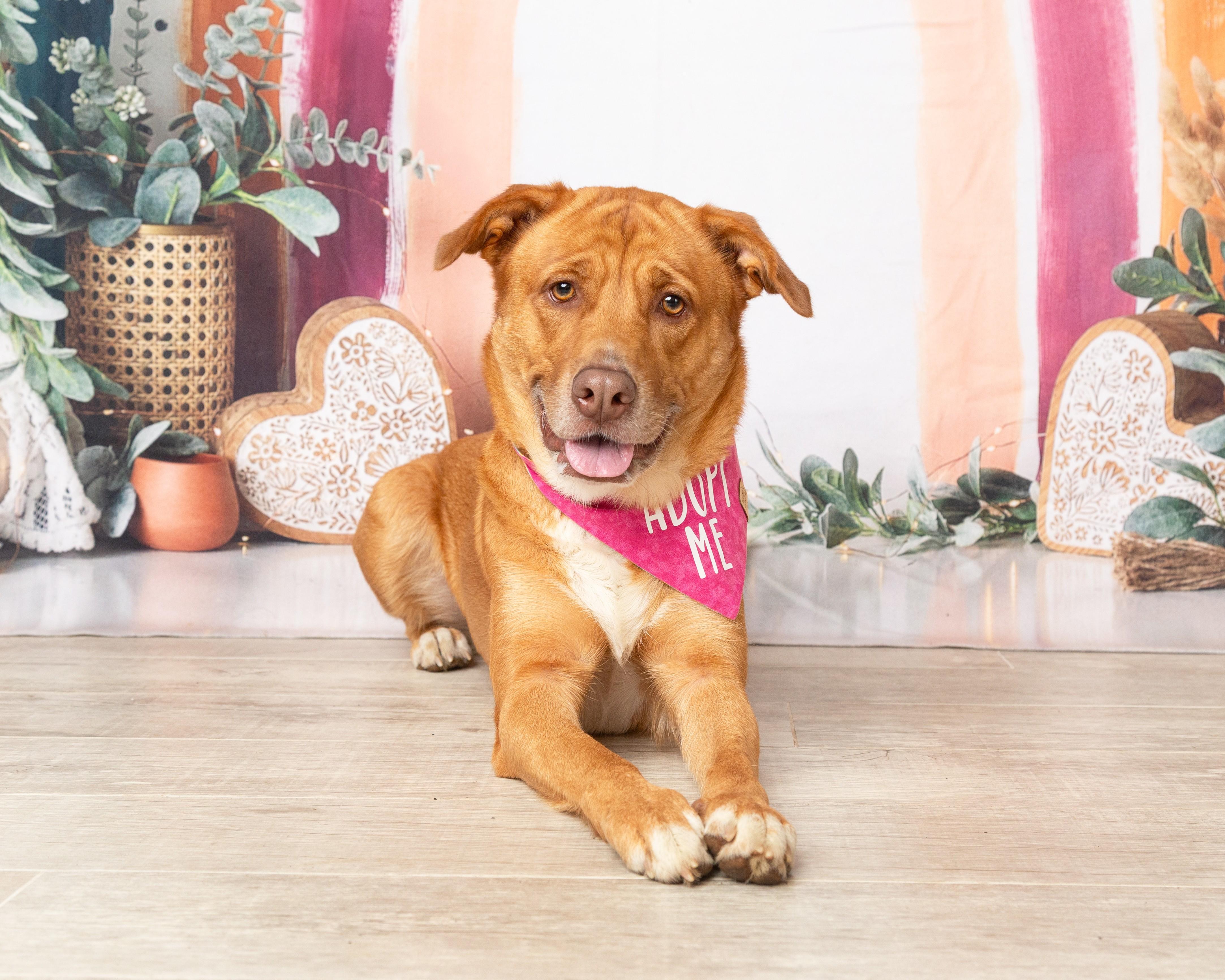 Enlarge Bella, a Adoptable mixed breed in Denton, TX image 6/6