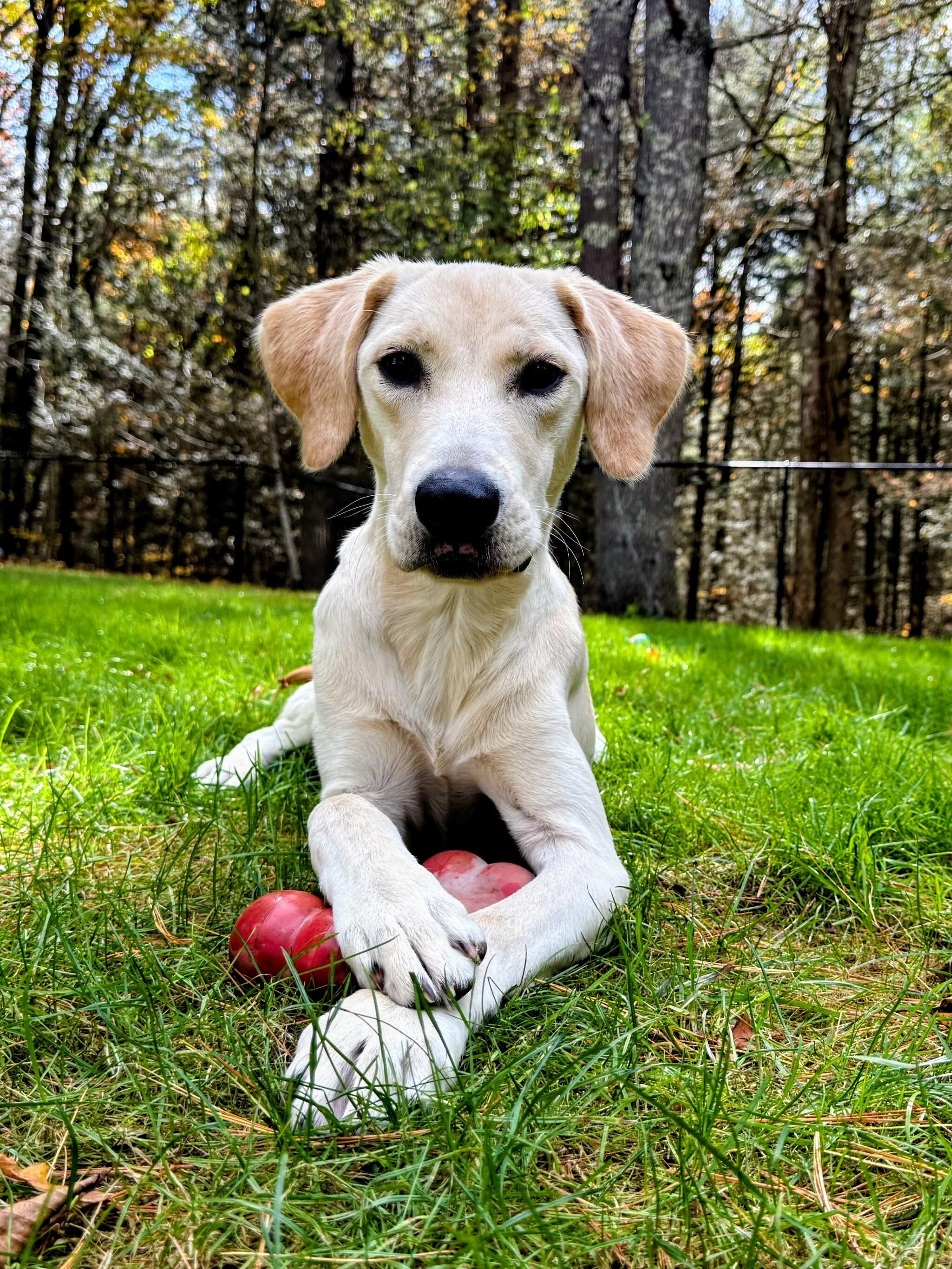 Sampson - In CT, Adoptable, Young Male Yellow Labrador Retriever.