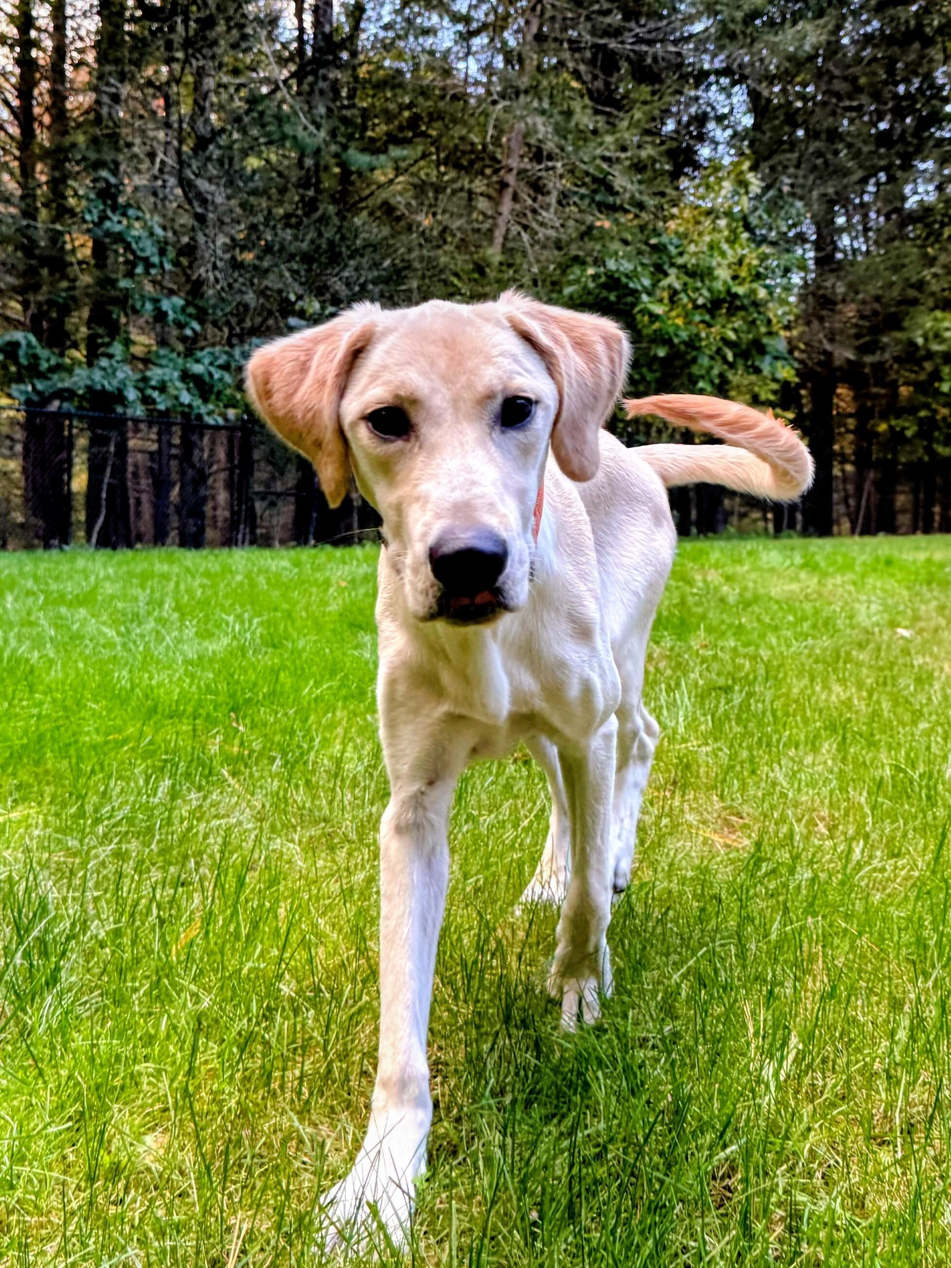 Enlarge Sampson - In CT, a Adoptable mixed breed in Willington, CT image 2/6
