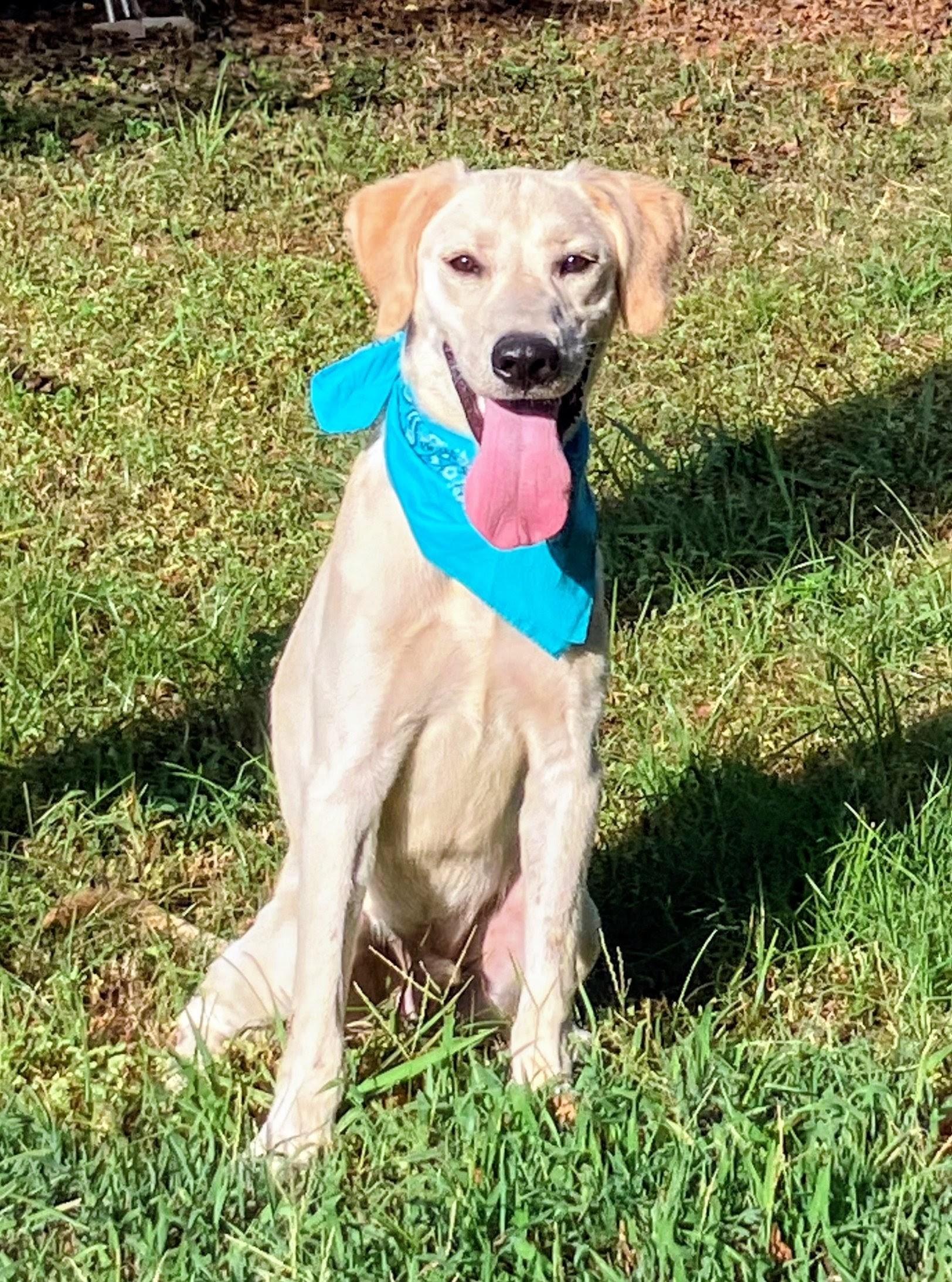 Enlarge Sampson, a ADOPTABLE mixed breed in Willington, CT image 4/6