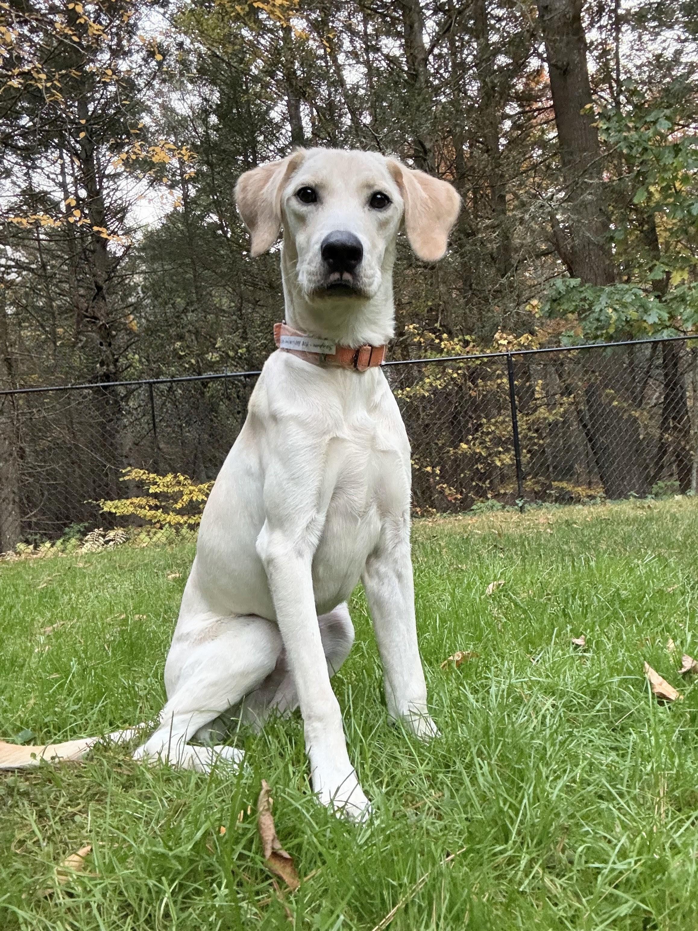 Enlarge Sampson - In CT, a Adoptable mixed breed in Willington, CT image 1/6