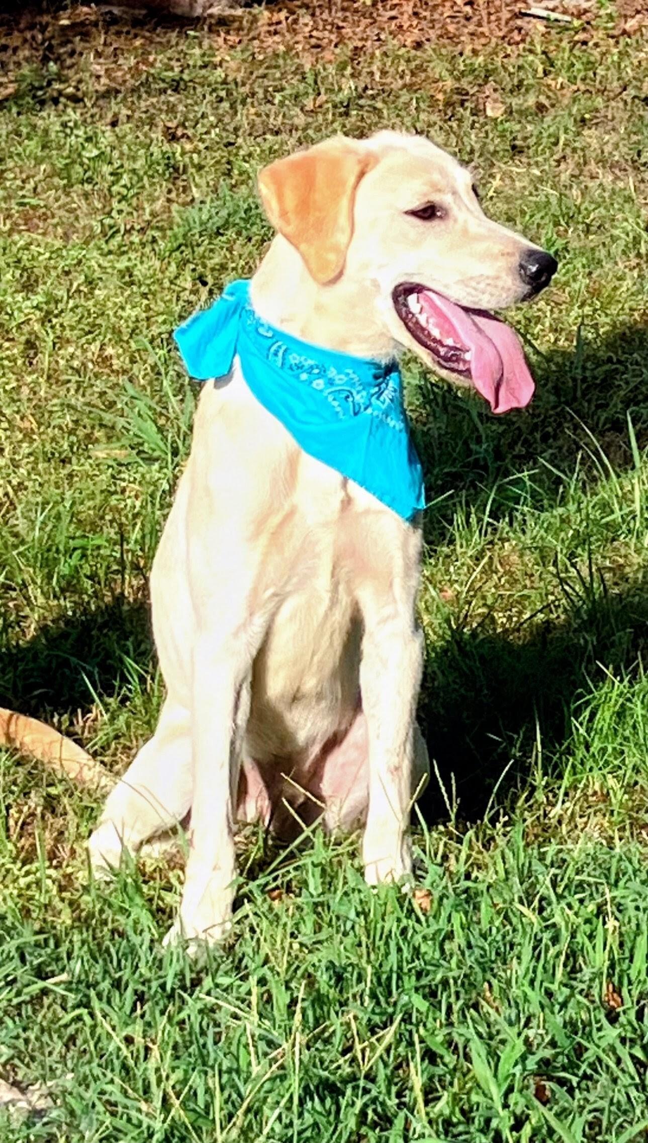 Enlarge Sampson, a ADOPTABLE mixed breed in Willington, CT image 5/6