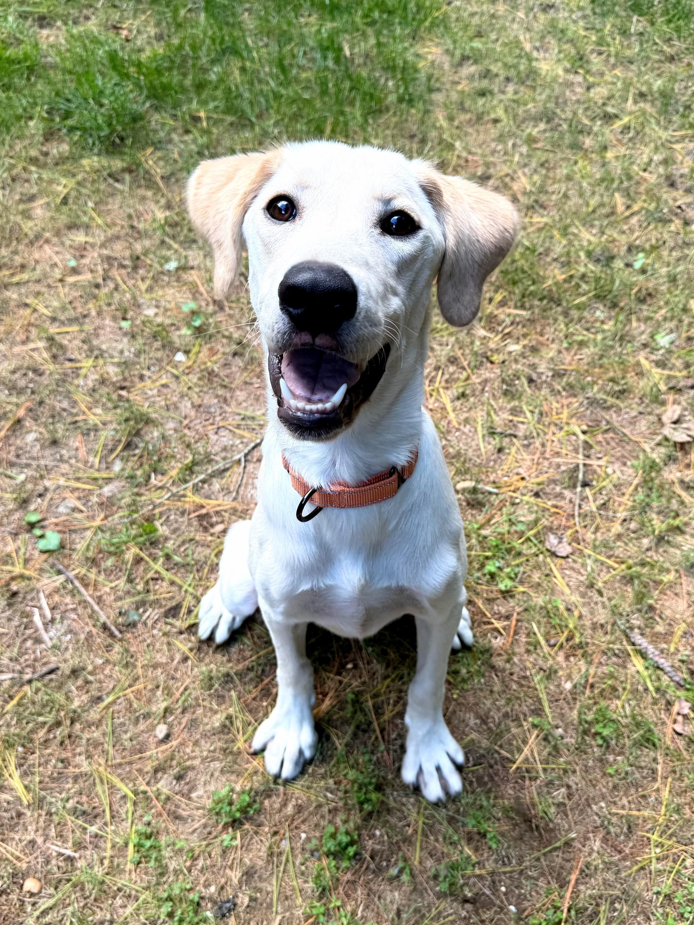 Enlarge Sampson - In CT, a Adoptable mixed breed in Willington, CT image 3/6