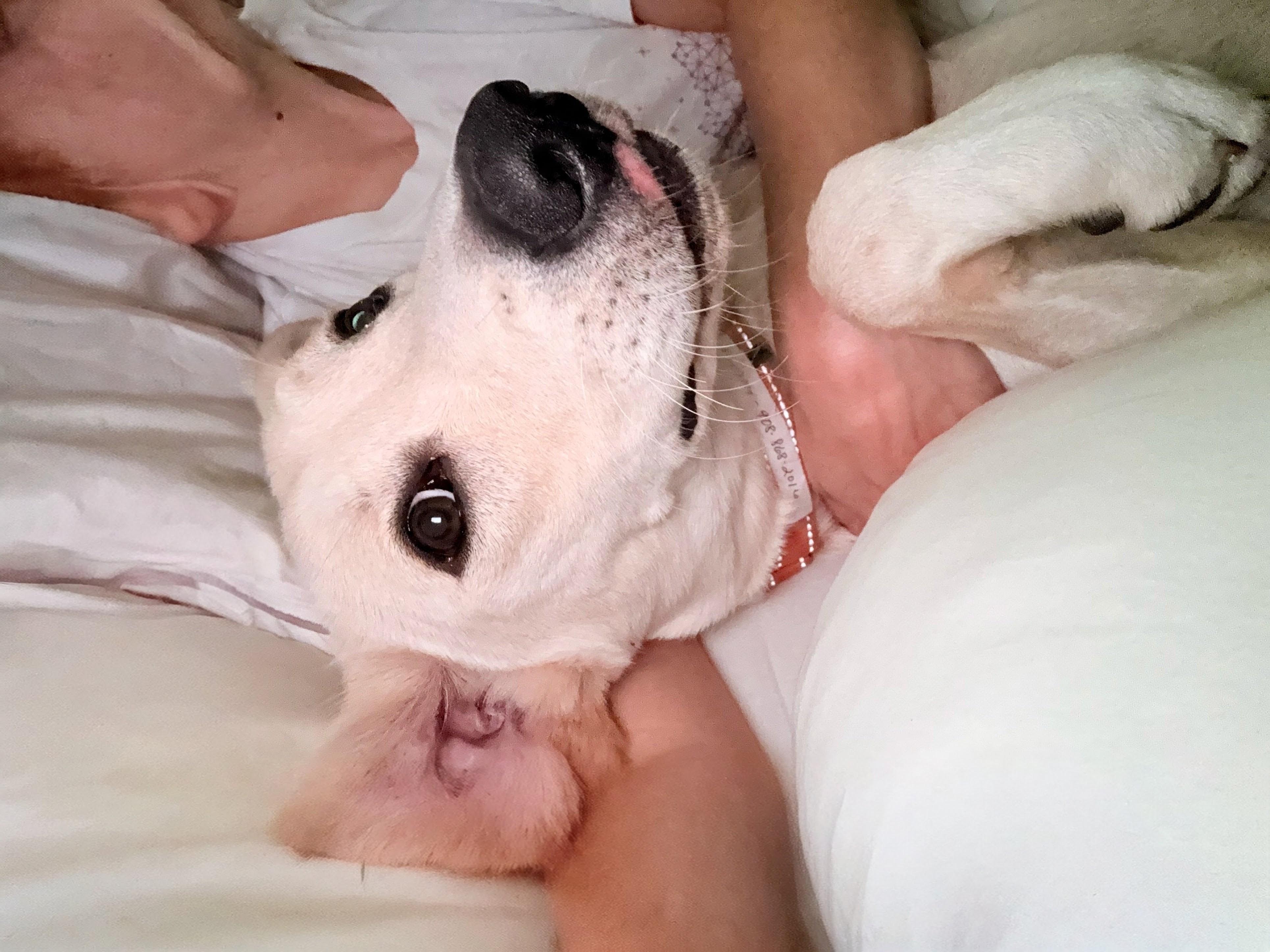 Enlarge Sampson - In CT, a Adoptable mixed breed in Willington, CT image 4/6