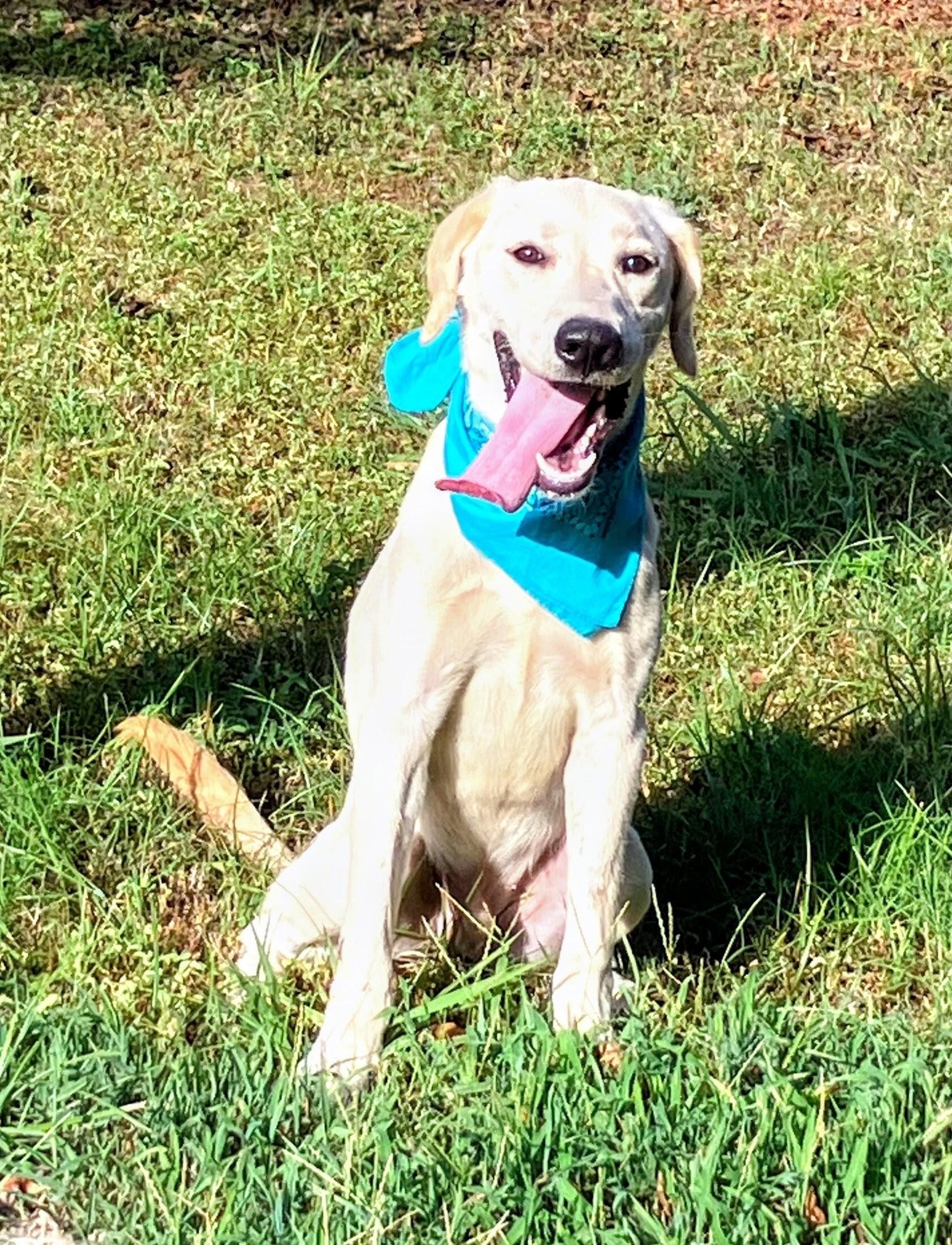 Enlarge Sampson, a ADOPTABLE mixed breed in Willington, CT image 2/6