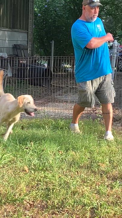 Enlarge Sampson, a ADOPTABLE mixed breed in Willington, CT video 6/6