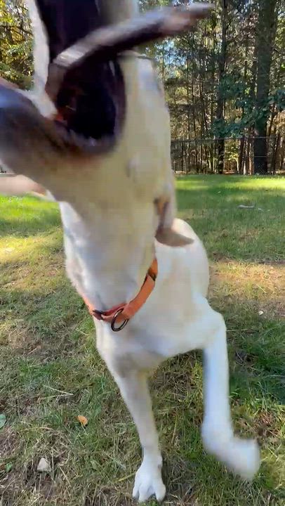 Enlarge Sampson - In CT, a Adoptable mixed breed in Willington, CT video 6/6