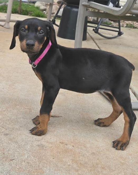 Denali, Adoptable, Puppy Female Doberman Pinscher.