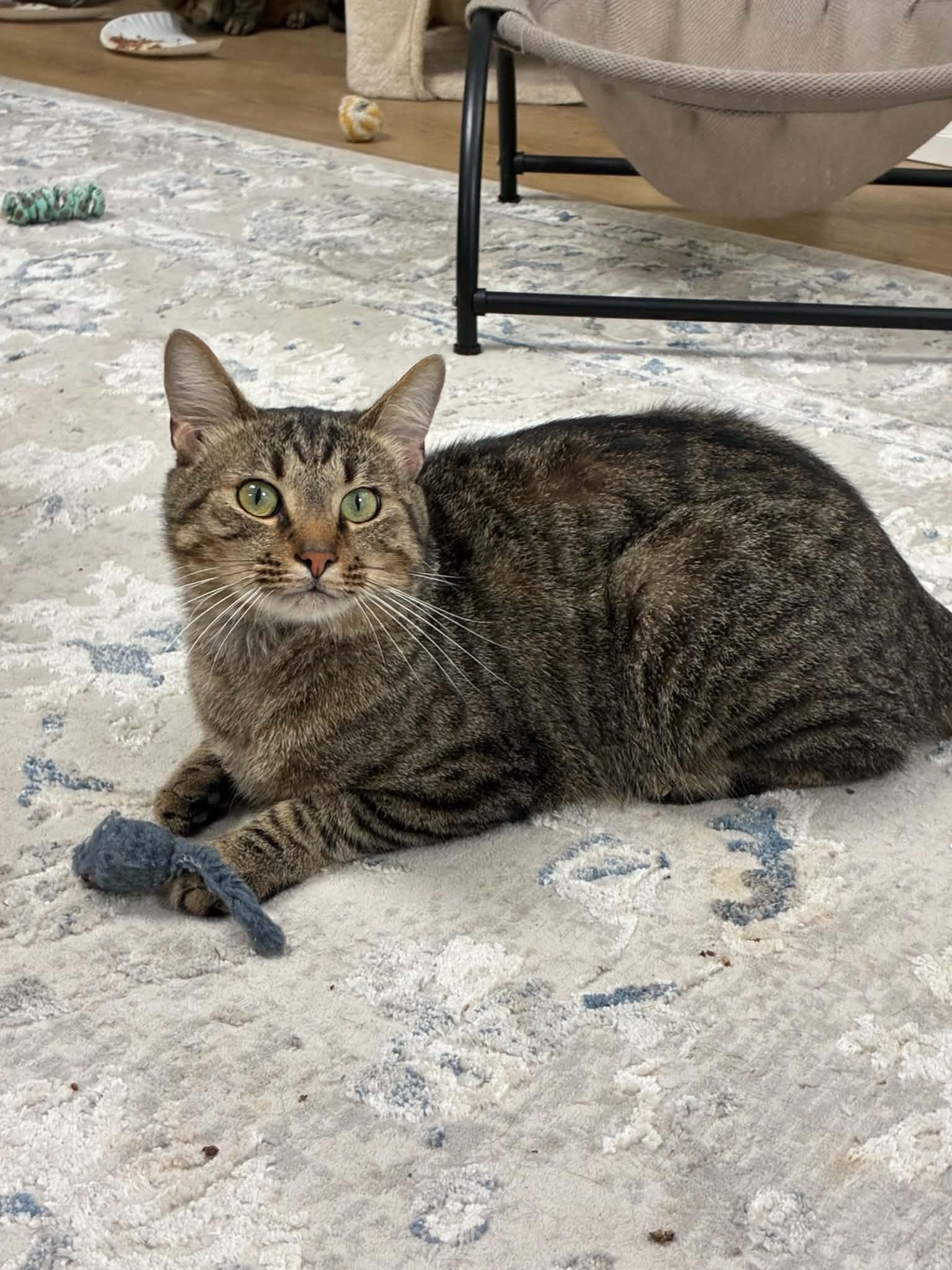Enlarge Winston, a Adopted Domestic Short Hair in Millington, TN image 5/5