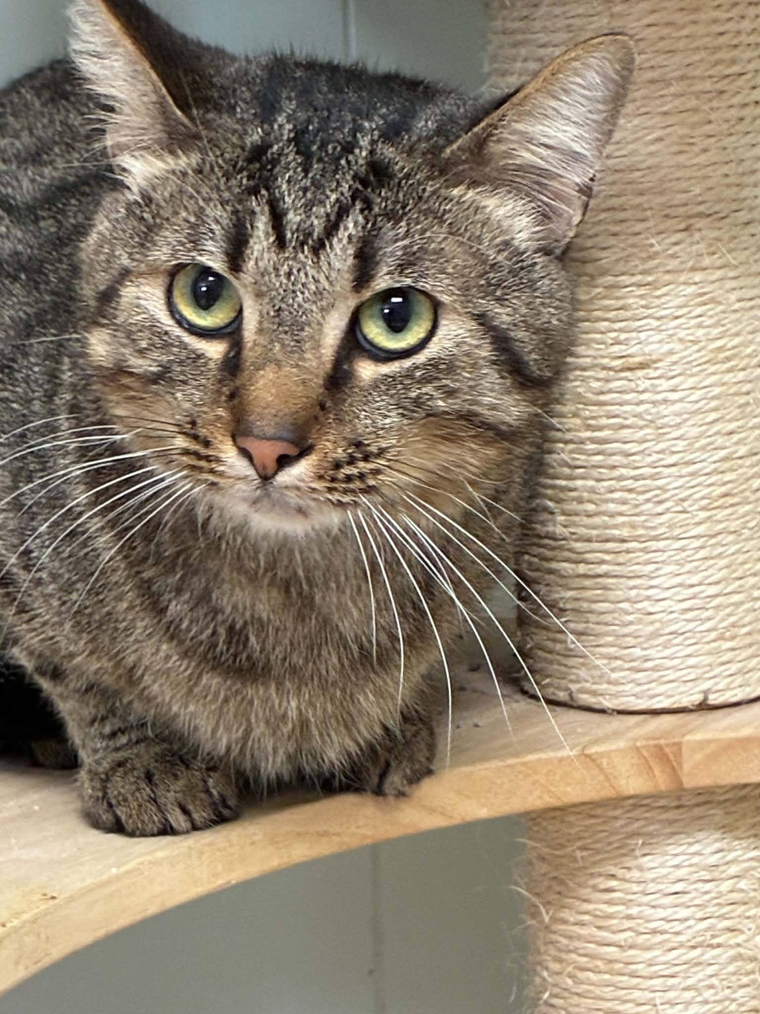 Enlarge Winston, a Adopted Domestic Short Hair in Millington, TN image 1/5