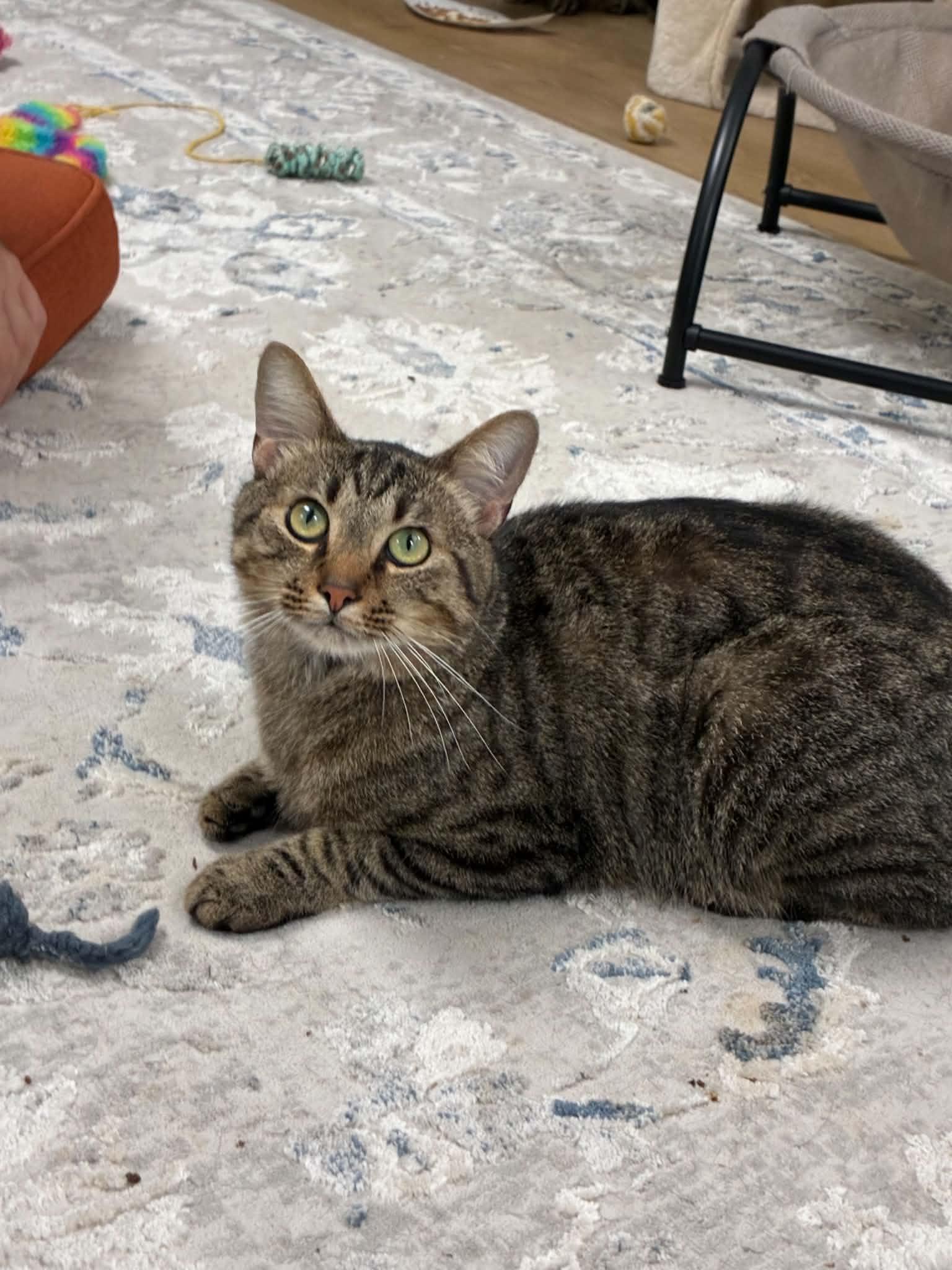 Enlarge Winston, a Adopted Domestic Short Hair in Millington, TN image 4/5