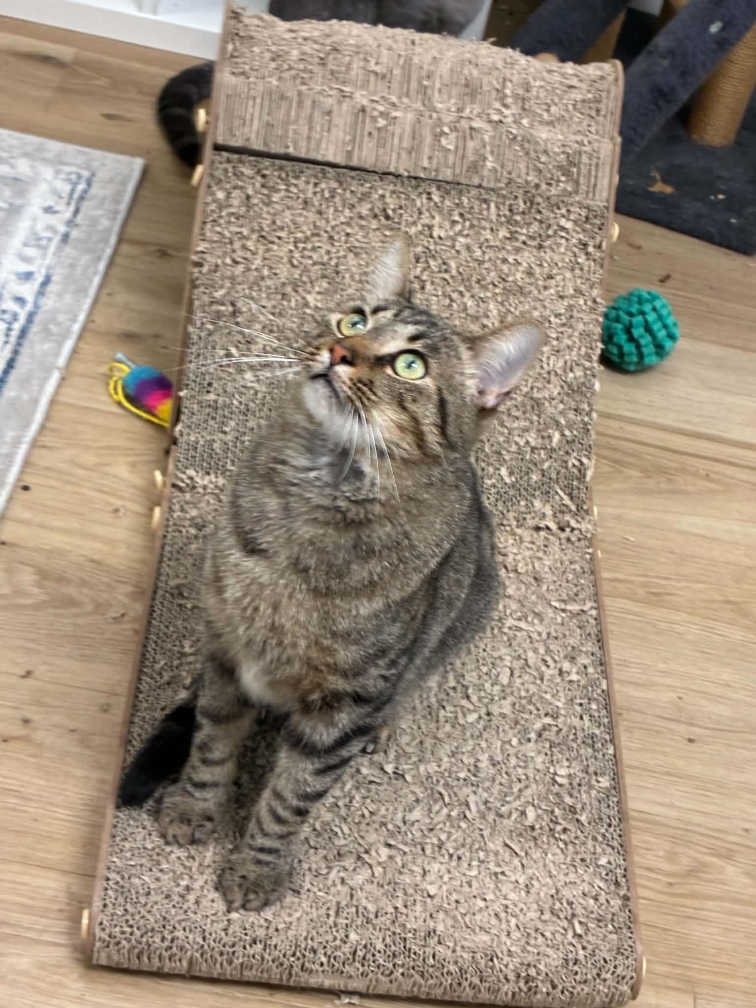 Enlarge Winston, a Adopted Domestic Short Hair in Millington, TN image 3/5