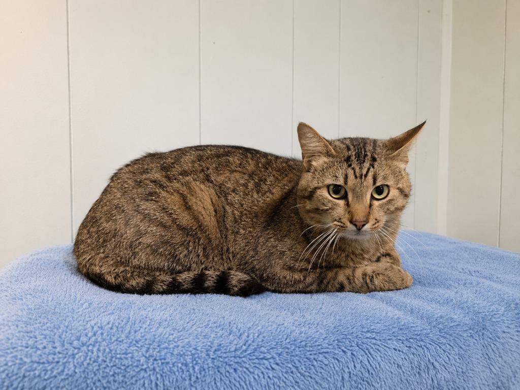 Enlarge Winston, a Adopted Domestic Short Hair in Millington, TN image 2/5