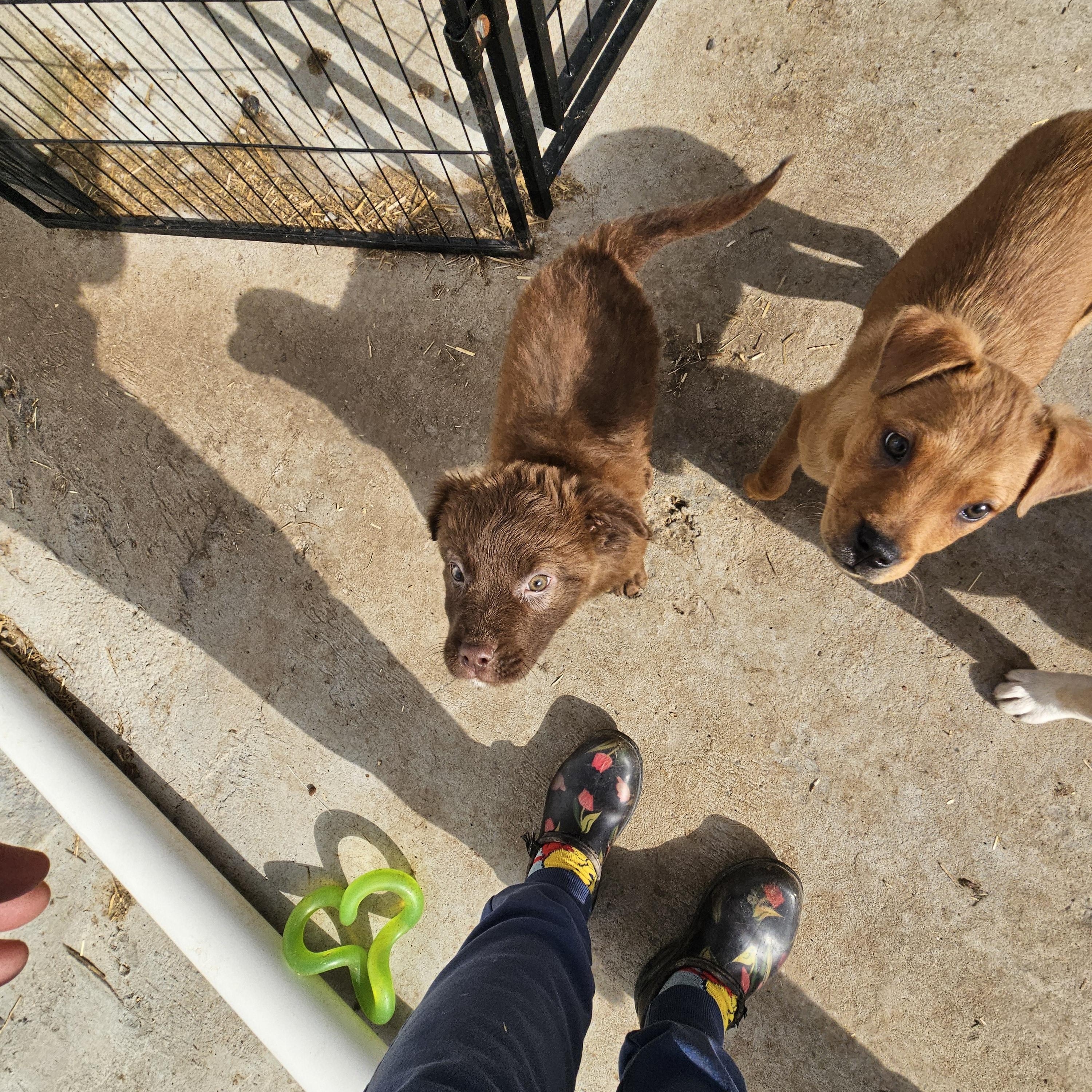 Isla Icon — thumbnail 2