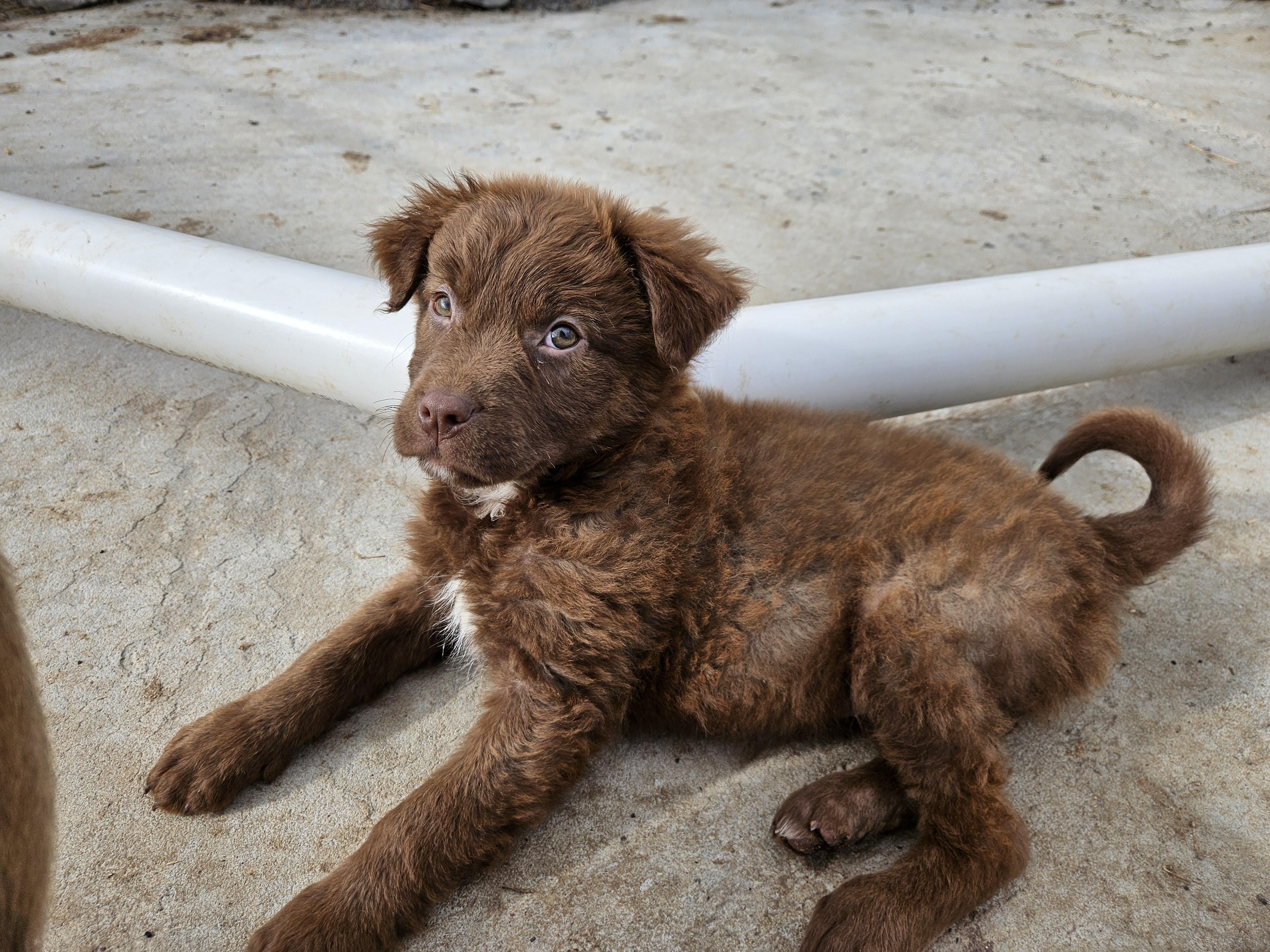 Isla Icon — thumbnail 3