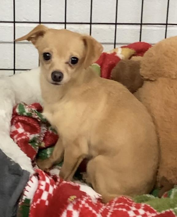 Enlarge Cookie, a ADOPTABLE mixed breed in Huntsville, AL image 3/3