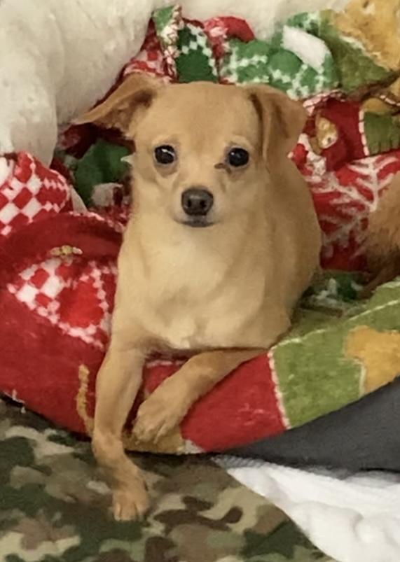 Enlarge Cookie, a ADOPTABLE mixed breed in Huntsville, AL image 1/3