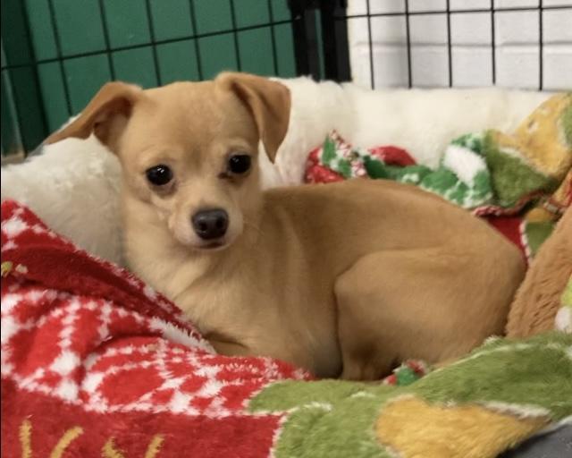 Enlarge Cookie, a ADOPTABLE mixed breed in Huntsville, AL image 2/3