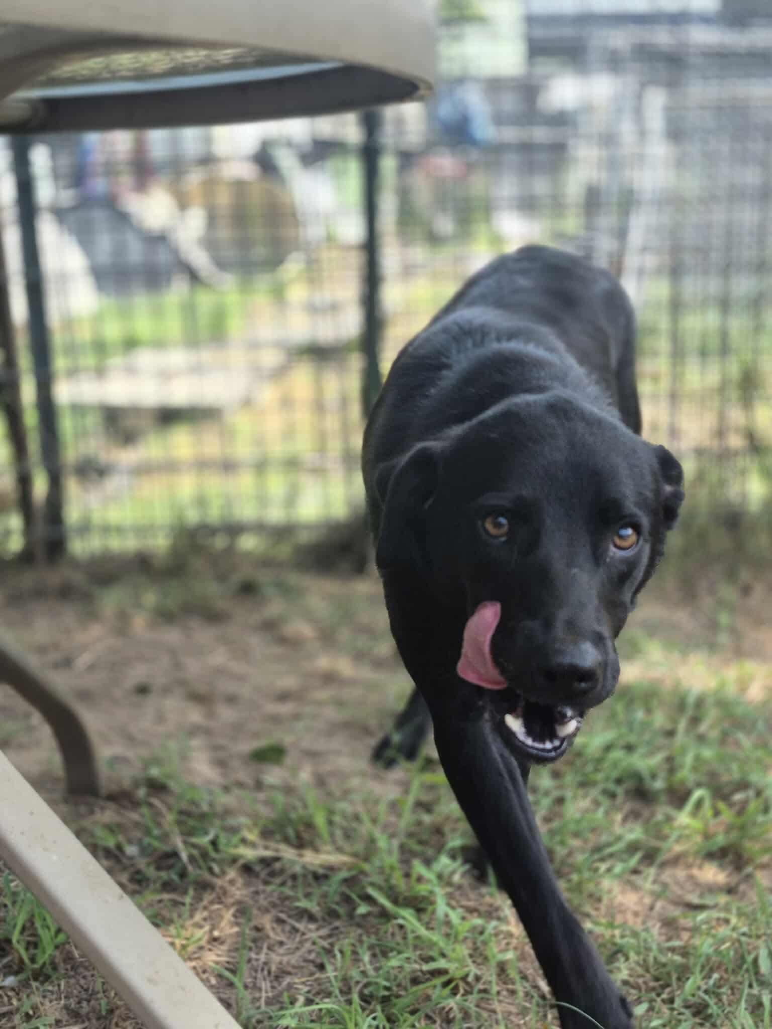 Lover Boy, Adoptable, Adult Male Australian Shepherd & Labrador Retriever.