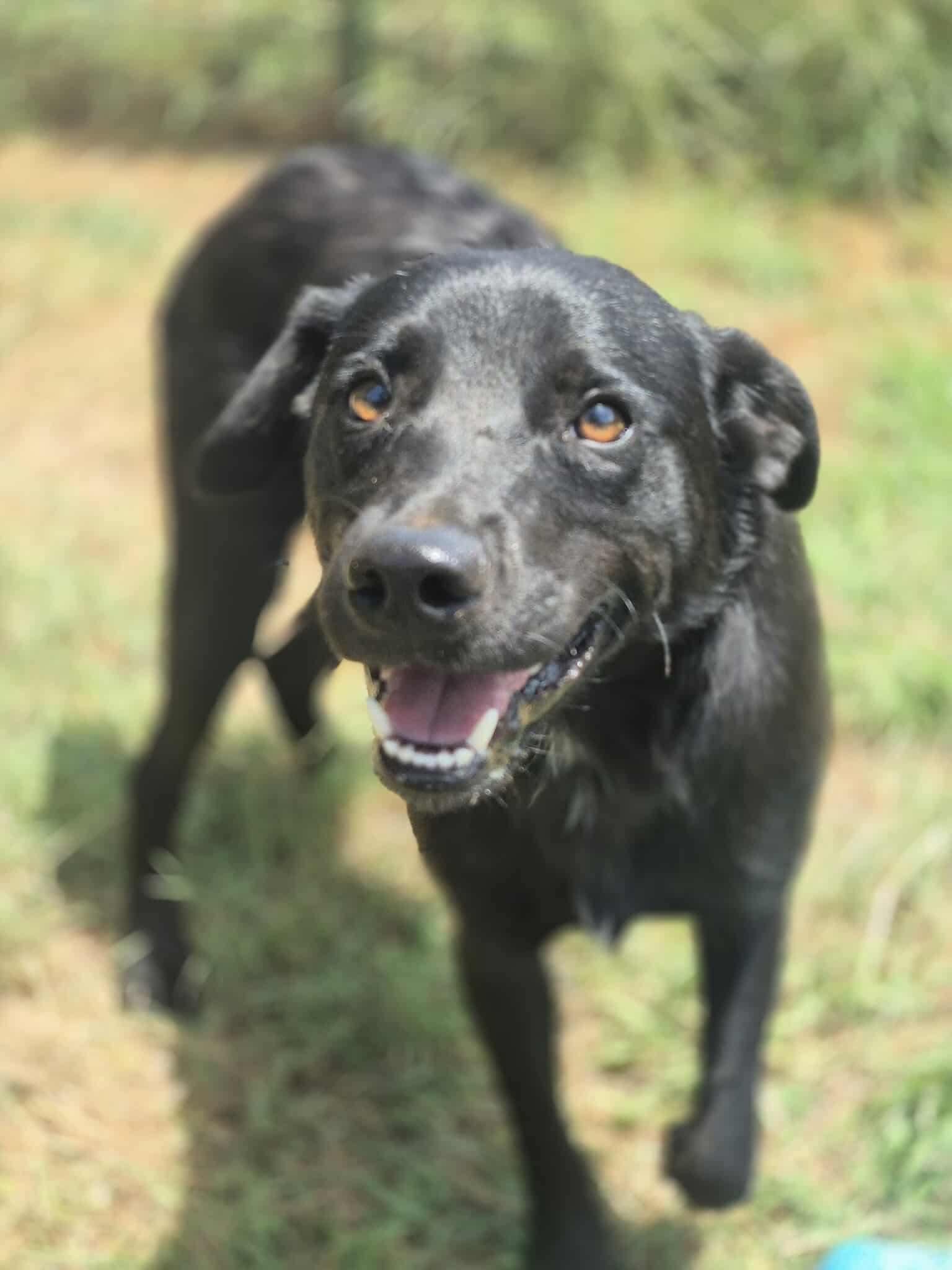 Enlarge Lover Boy, a Adoptable mixed breed in Dover, AR image 2/6