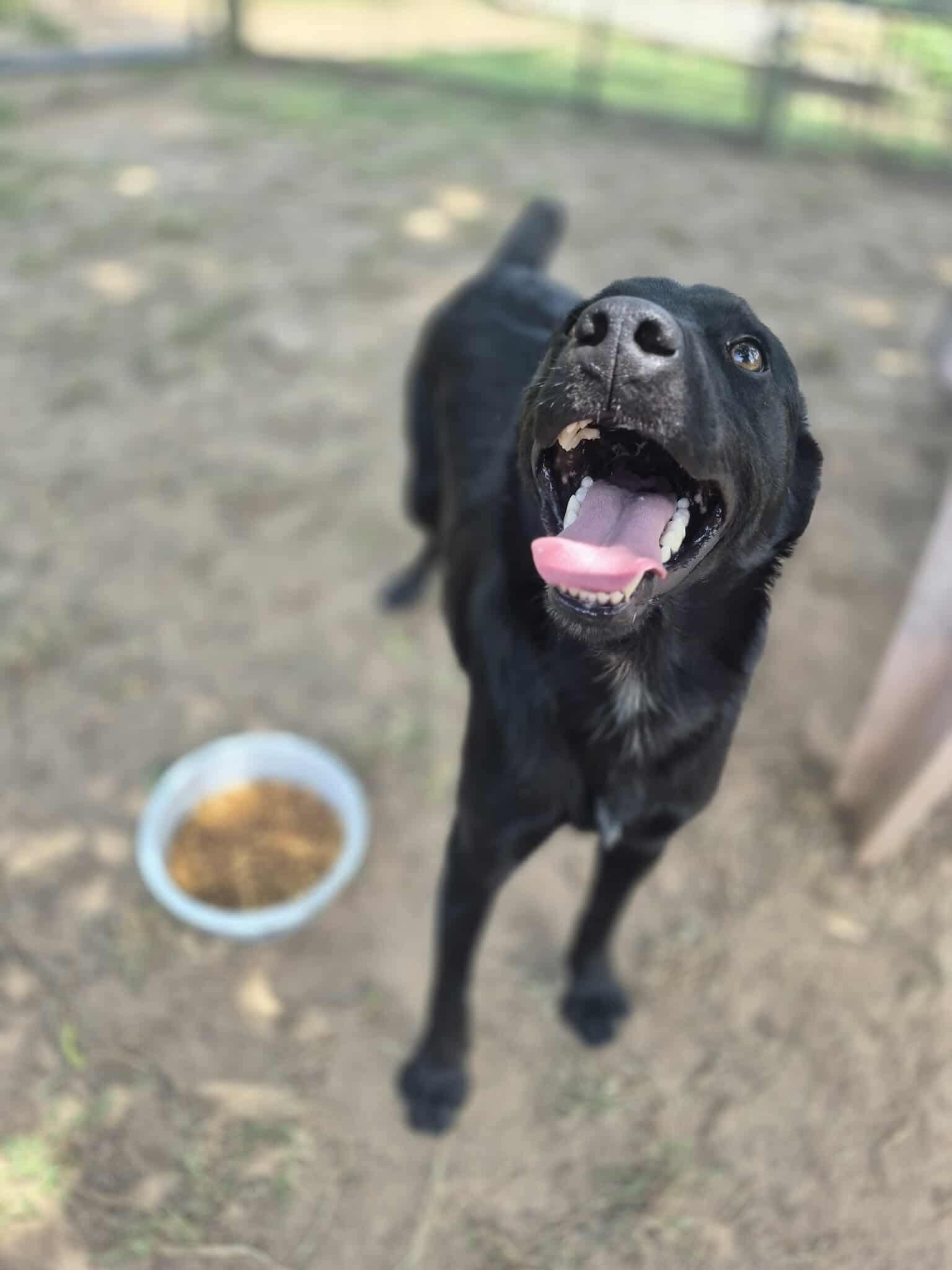 Enlarge Lover Boy, a Adoptable mixed breed in Dover, AR image 3/6