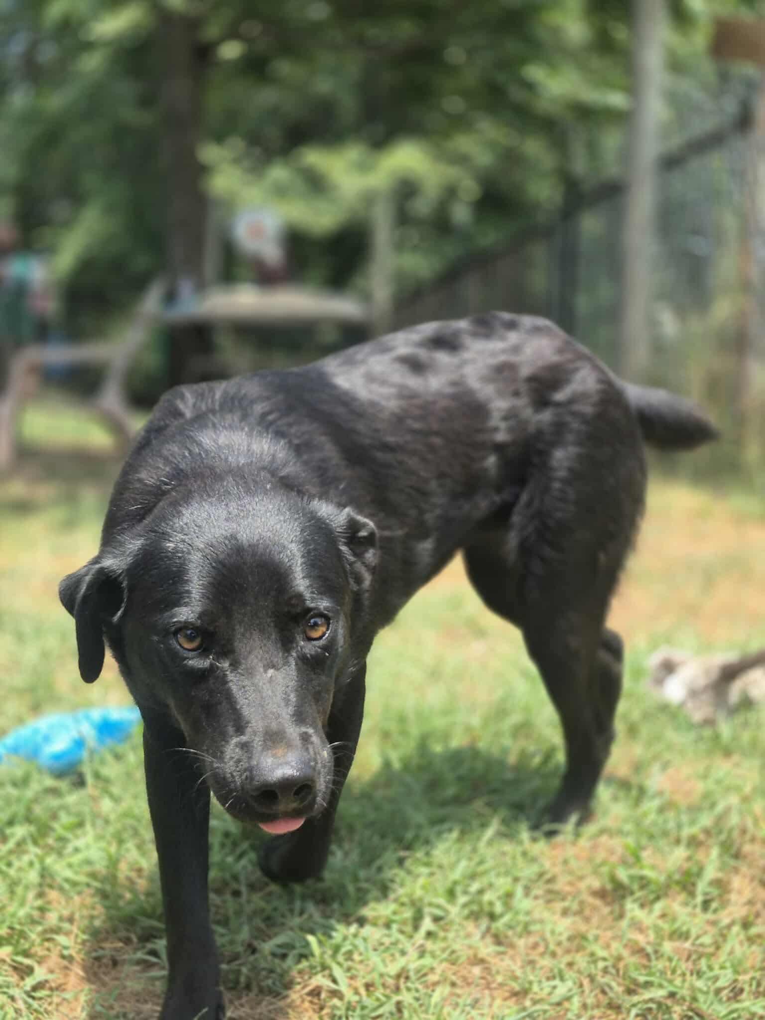 Enlarge Lover Boy, a Adoptable mixed breed in Dover, AR image 4/6