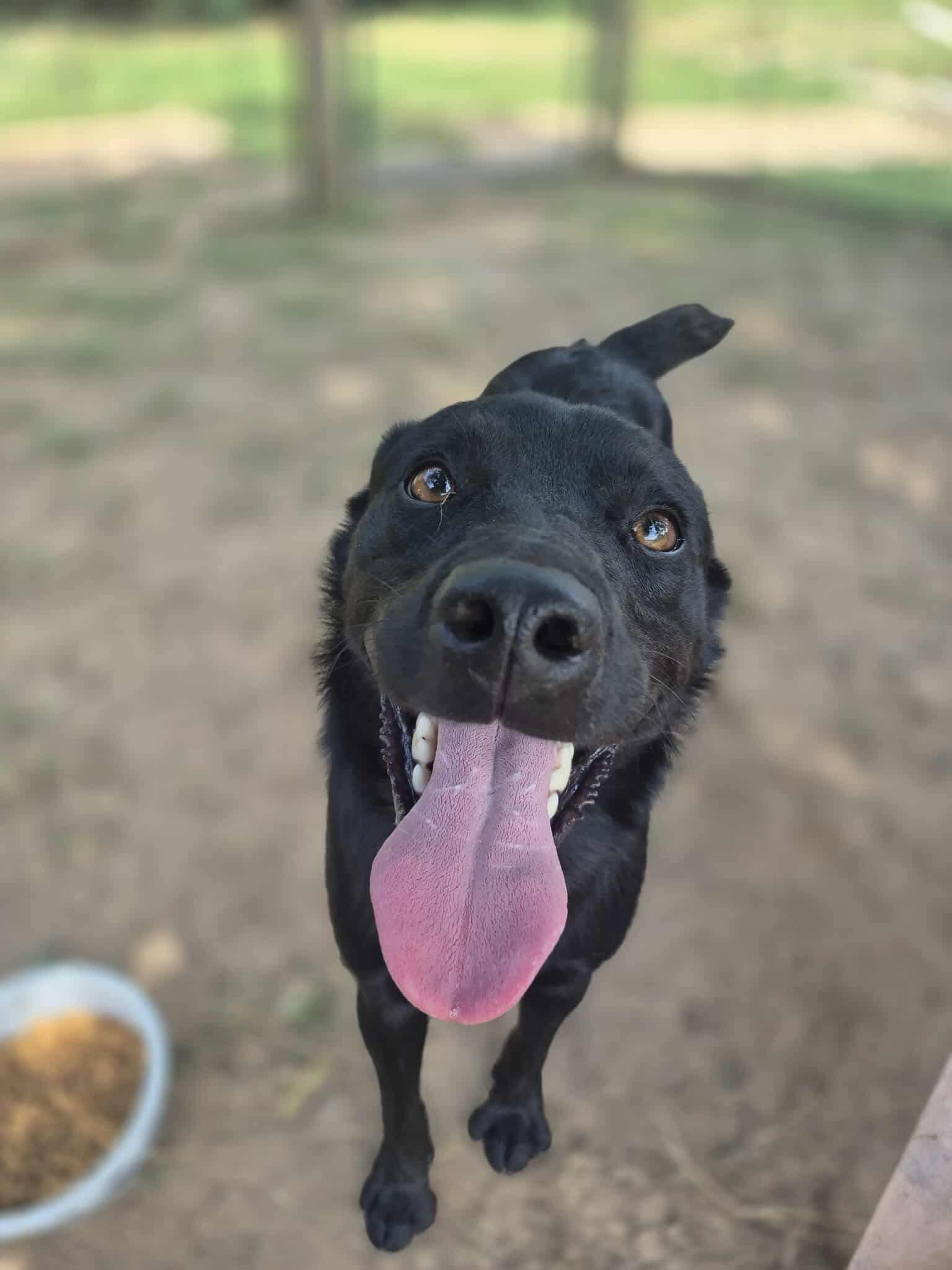 Enlarge Lover Boy, a Adoptable mixed breed in Dover, AR image 5/6