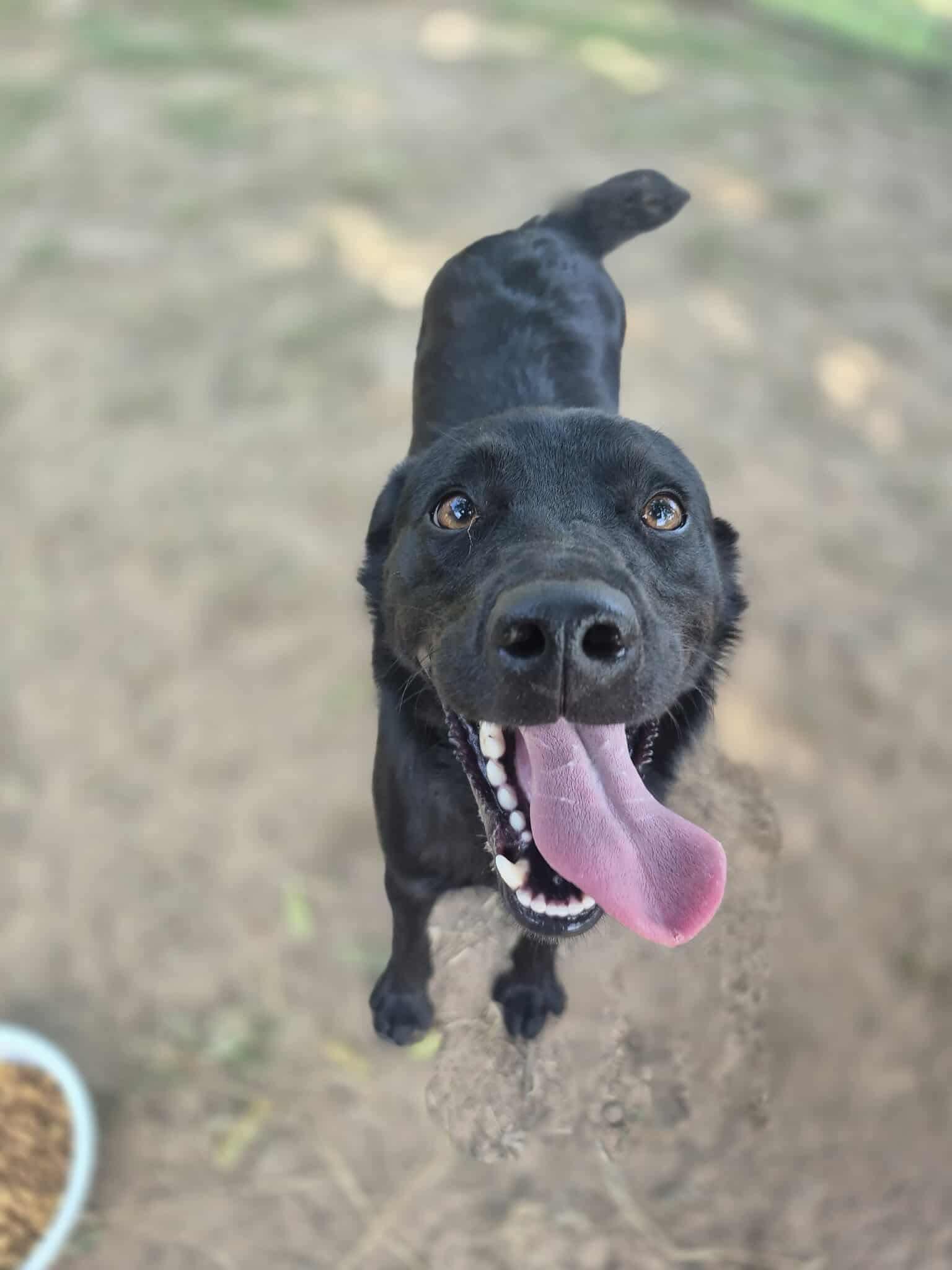 Enlarge Lover Boy, a Adoptable mixed breed in Dover, AR image 6/6