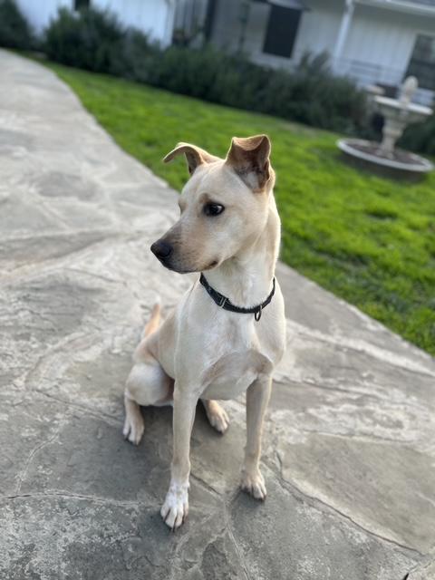 Enlarge FINN, a ADOPTABLE Carolina Dog in Los Angeles, CA image 3/5