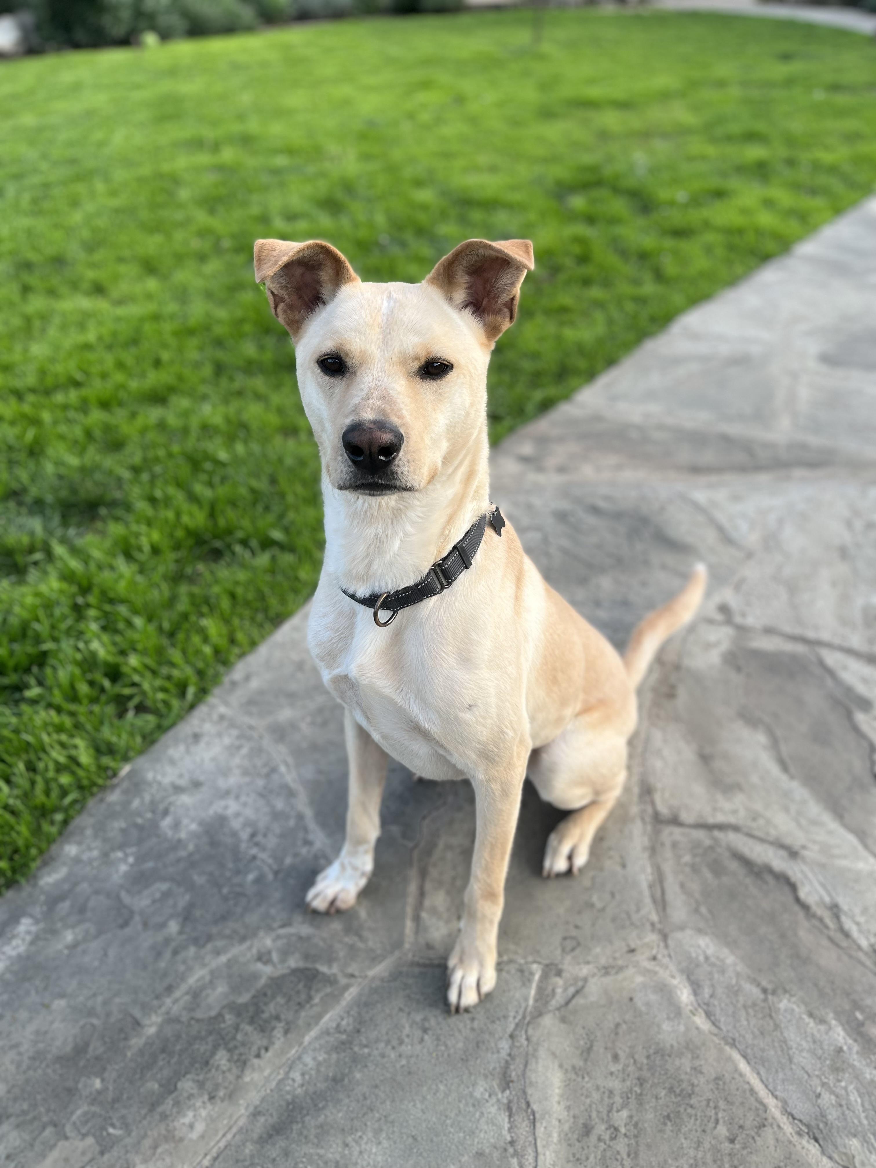 Enlarge FINN, a ADOPTABLE Carolina Dog in Los Angeles, CA image 4/5