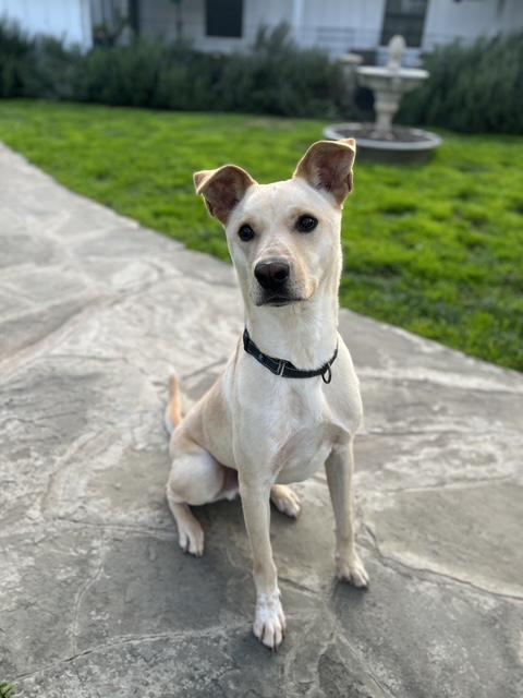 FINN, ADOPTABLE, Adult Male Carolina Dog.