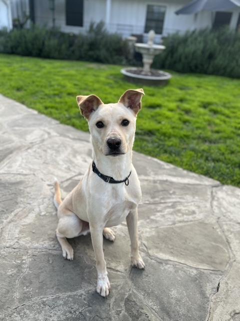 Enlarge FINN, a ADOPTABLE Carolina Dog in Los Angeles, CA image 2/5