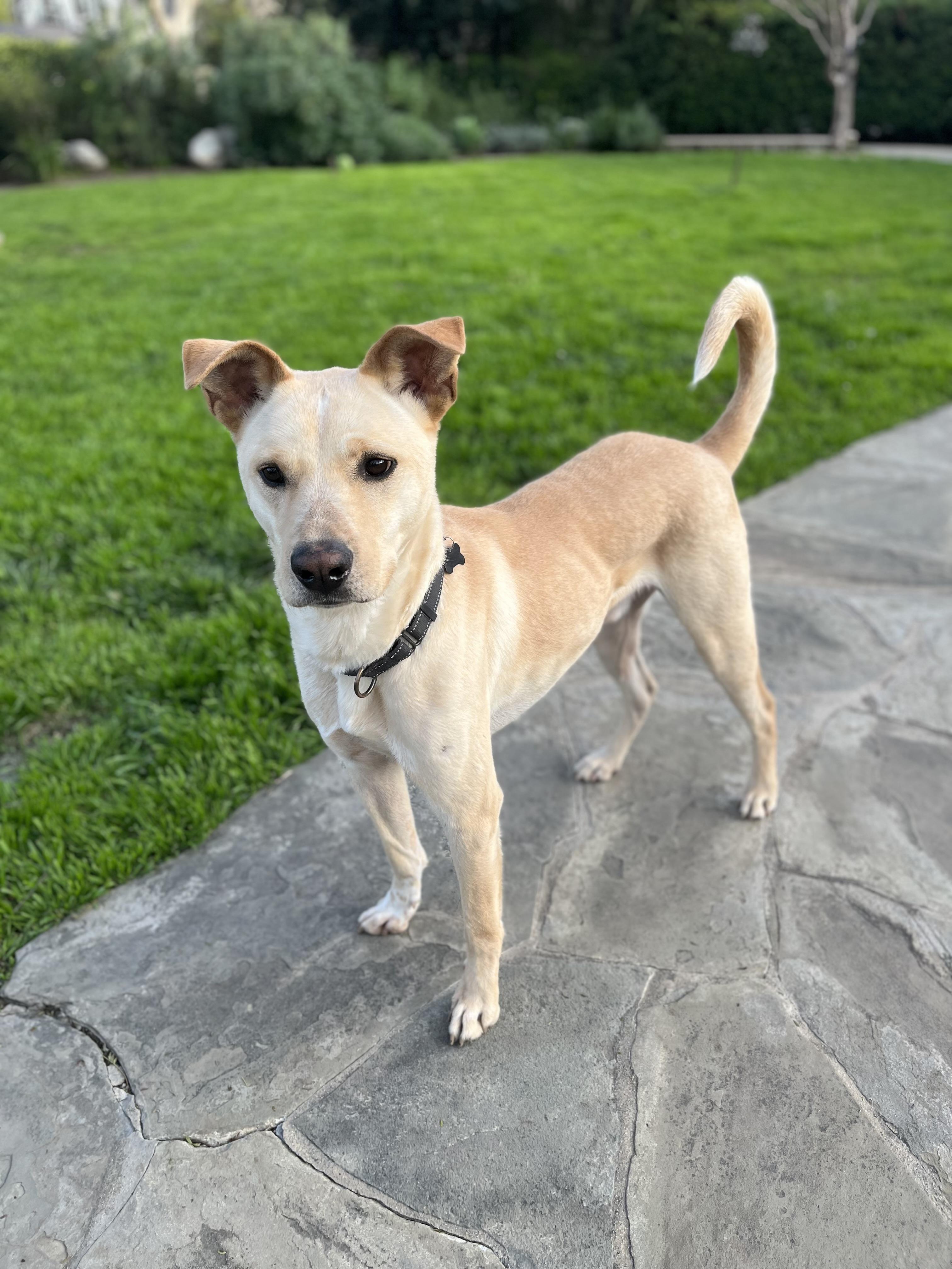 Enlarge FINN, a ADOPTABLE Carolina Dog in Los Angeles, CA image 5/5