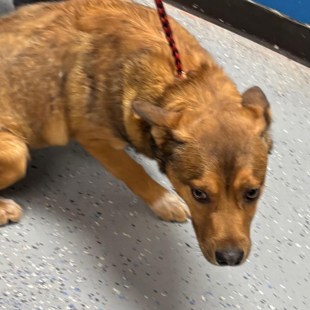 (COD) Toby, Adoptable, Young Male Shepherd & Mixed Breed.
