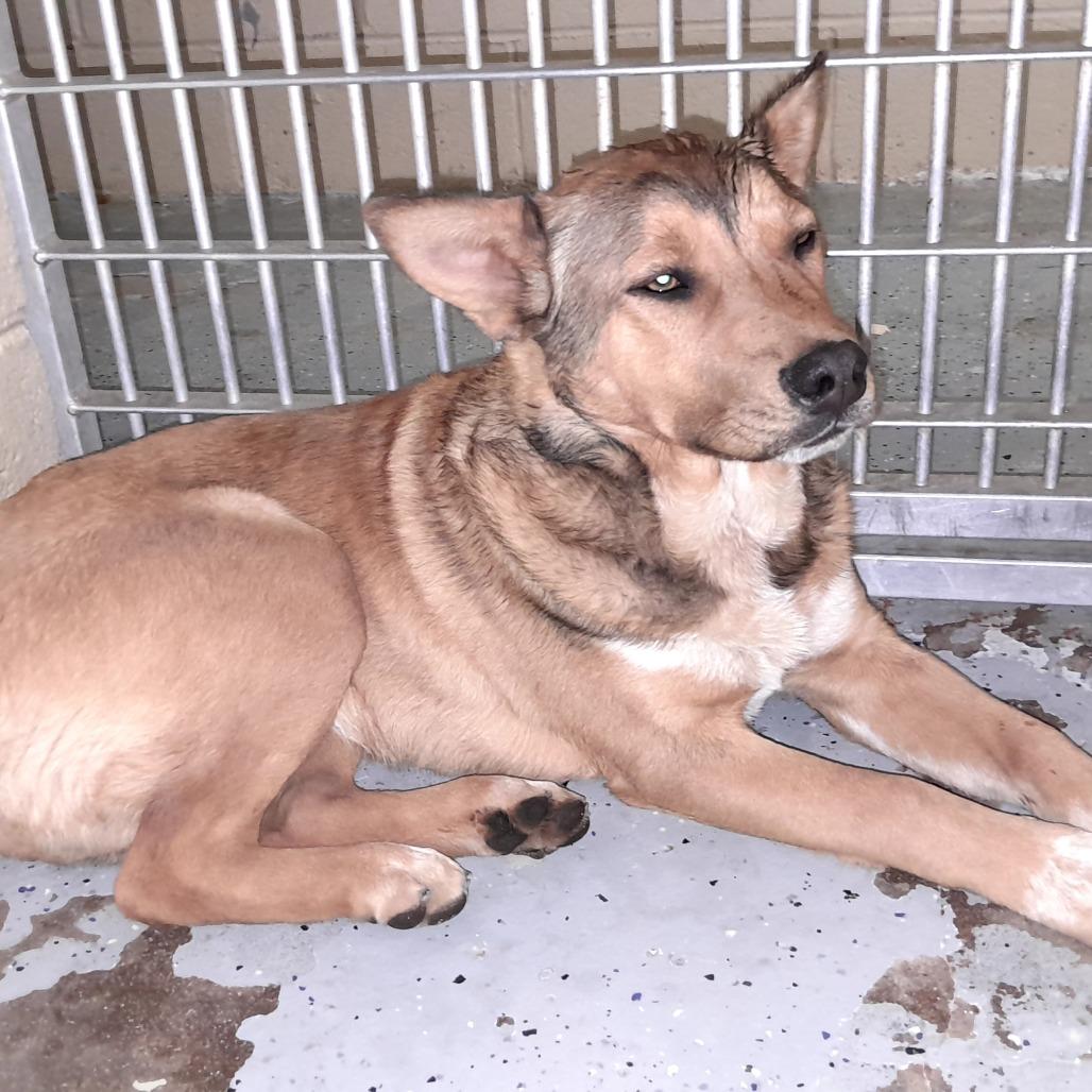 Enlarge (COD) Toby, a Adoptable mixed breed in Douglas, AZ image 1/1
