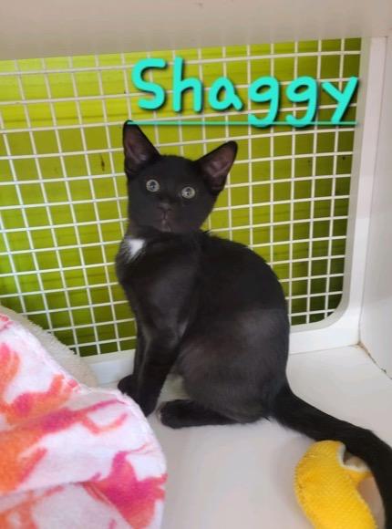 23-0222C, Adoptable, Kitten Male Domestic Short Hair.