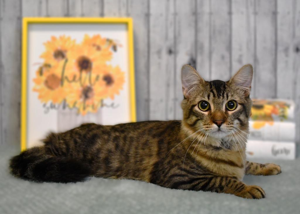 Enlarge Bridges, a Adoptable mixed breed in Roanoke, TX image 1/3