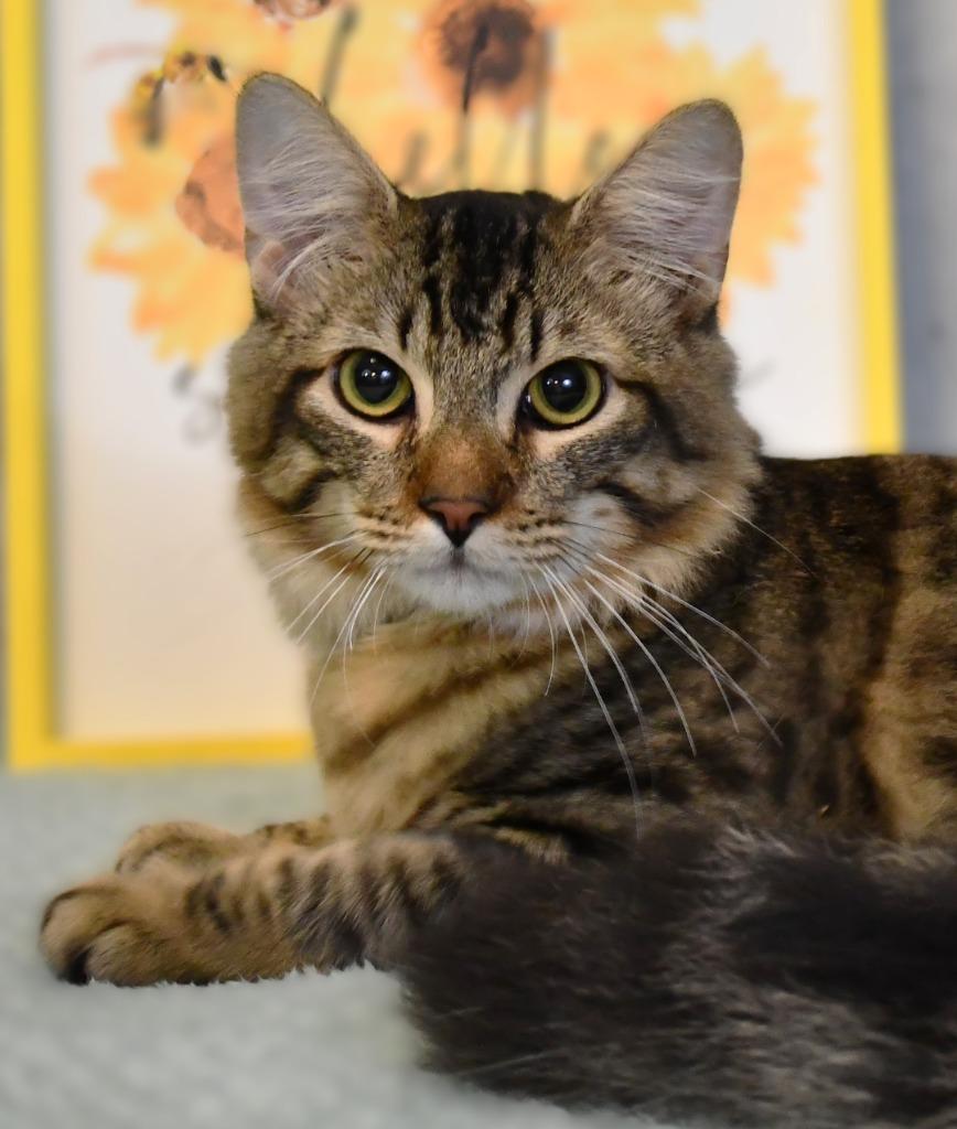 Enlarge Bridges, a Adoptable mixed breed in Roanoke, TX image 2/3