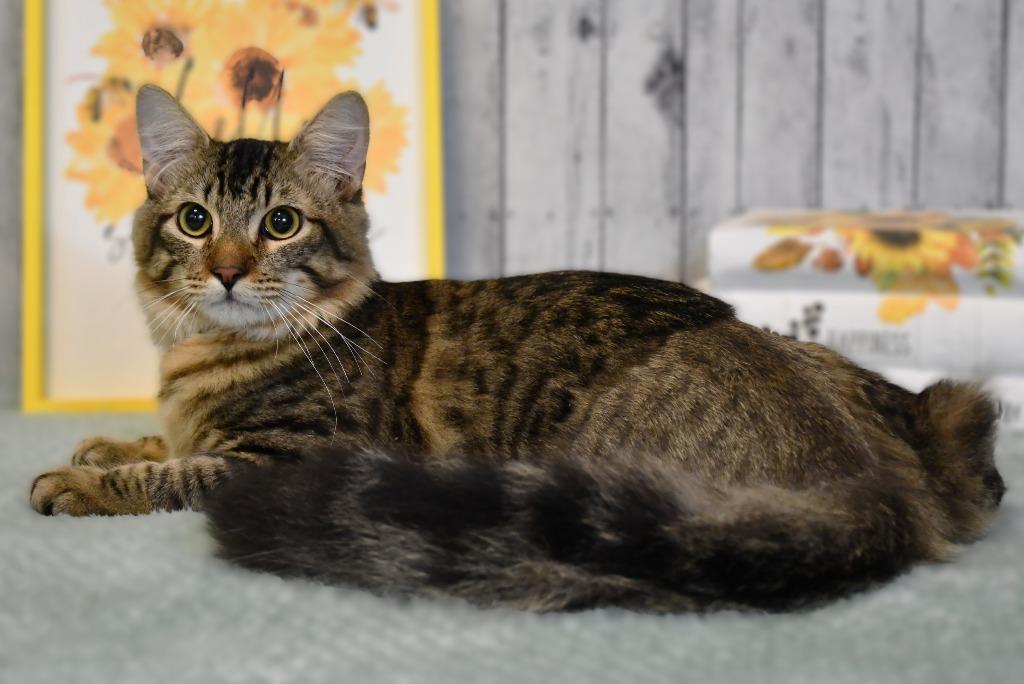 Enlarge Bridges, a Adoptable mixed breed in Roanoke, TX image 3/3