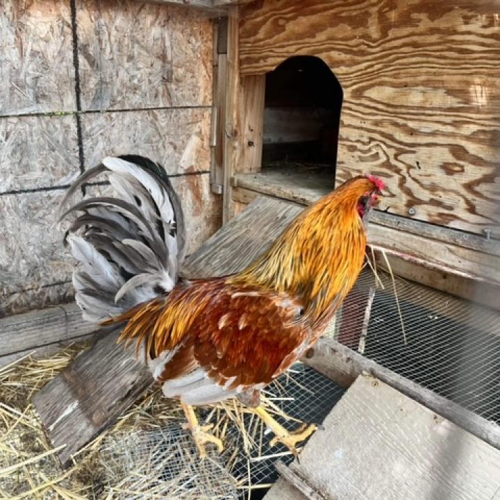 Enlarge Rogue, a Adoptable mixed breed in Nampa, ID image 1/1