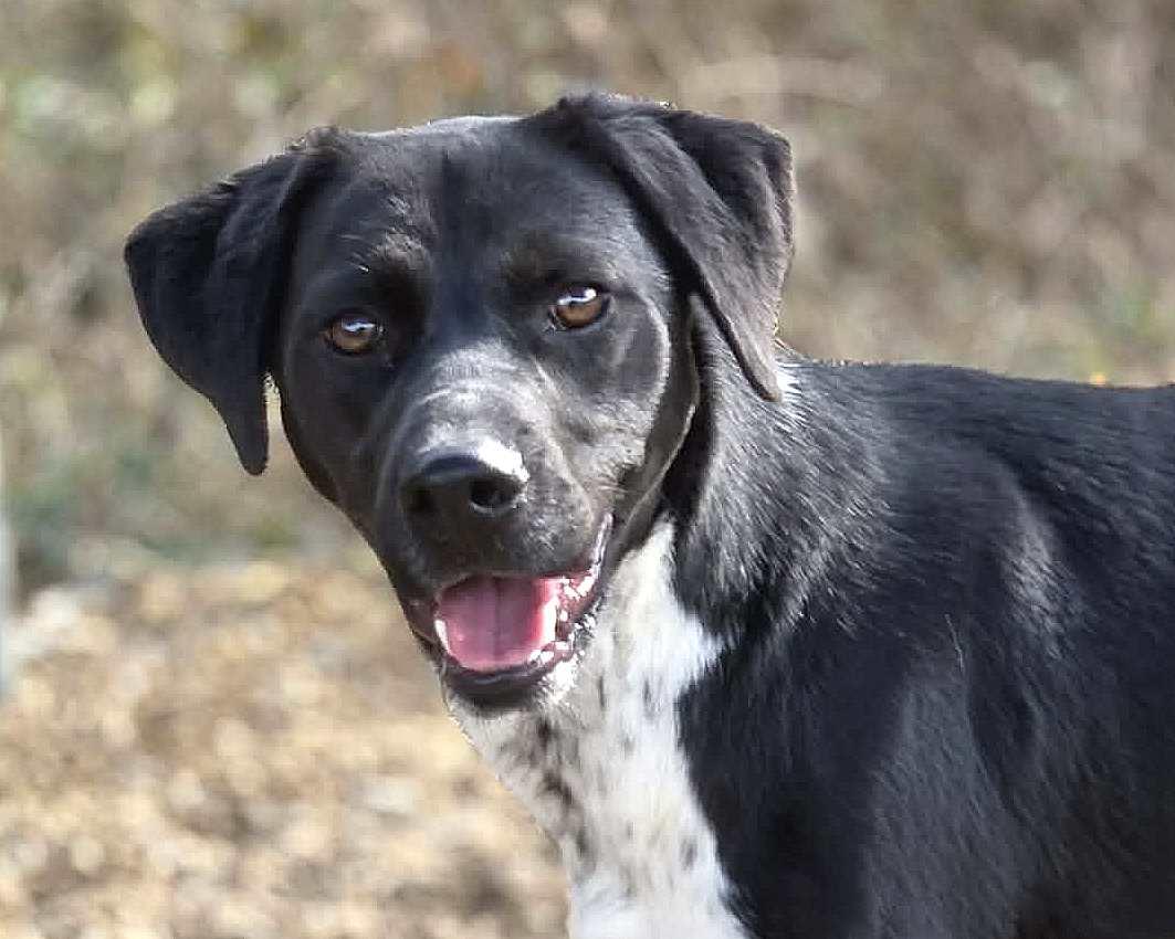 Clyde, adopted, Young Male Pointer.