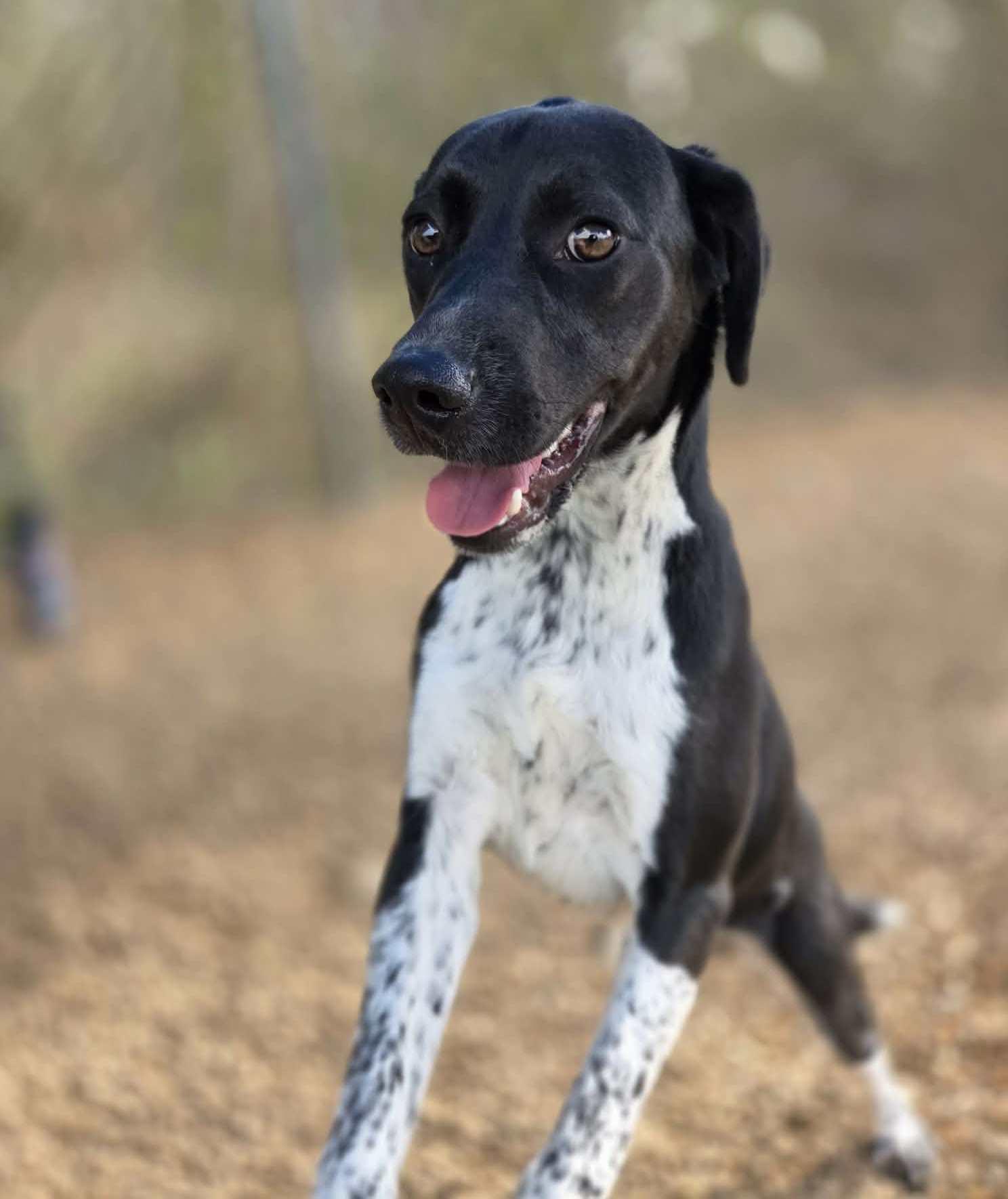 Enlarge Clyde, an adopted mixed breed in Anniston, AL image 2/5